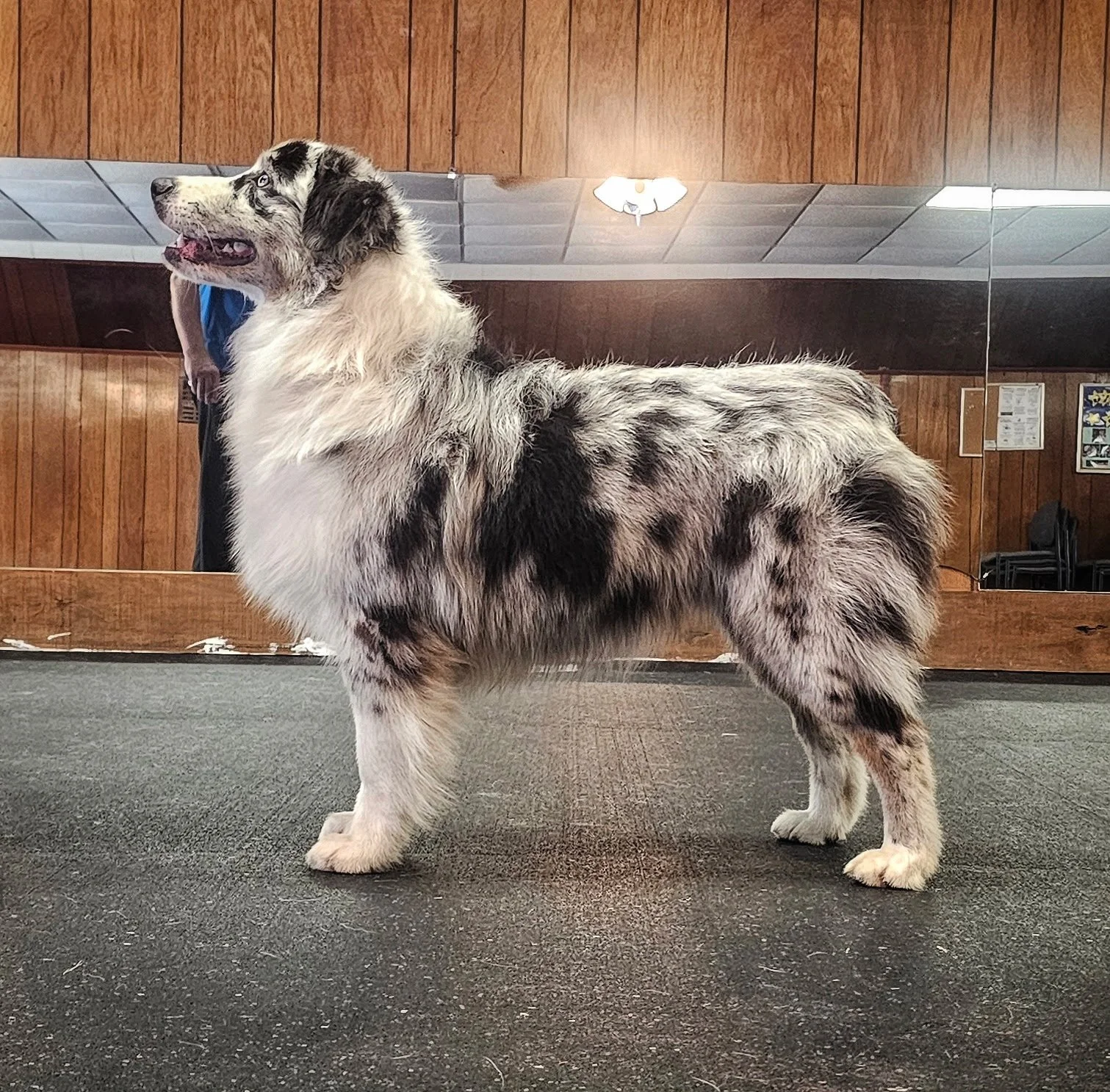 Blue Merle Male Australian Shepherd standing posed