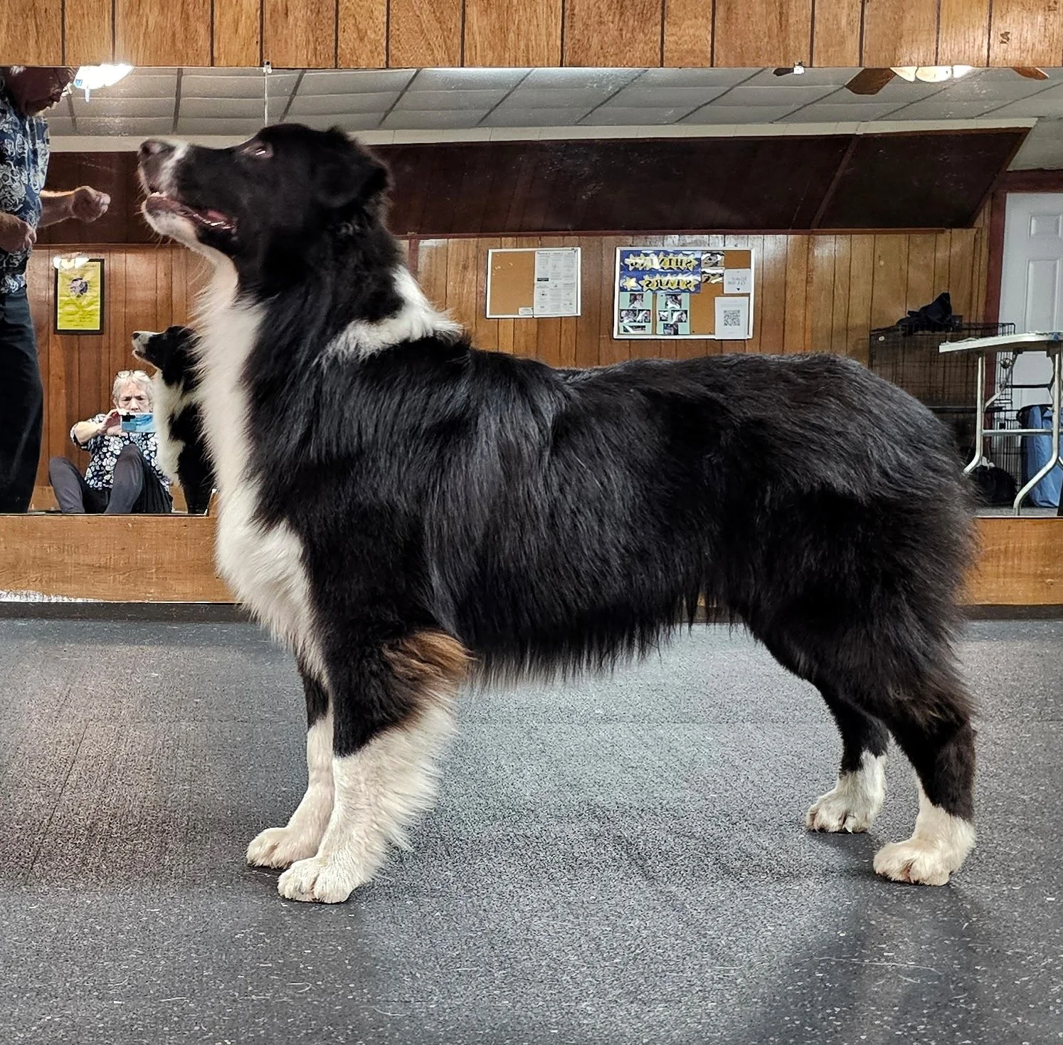 Male Black bi Australian Shepherd with copper points standing posed