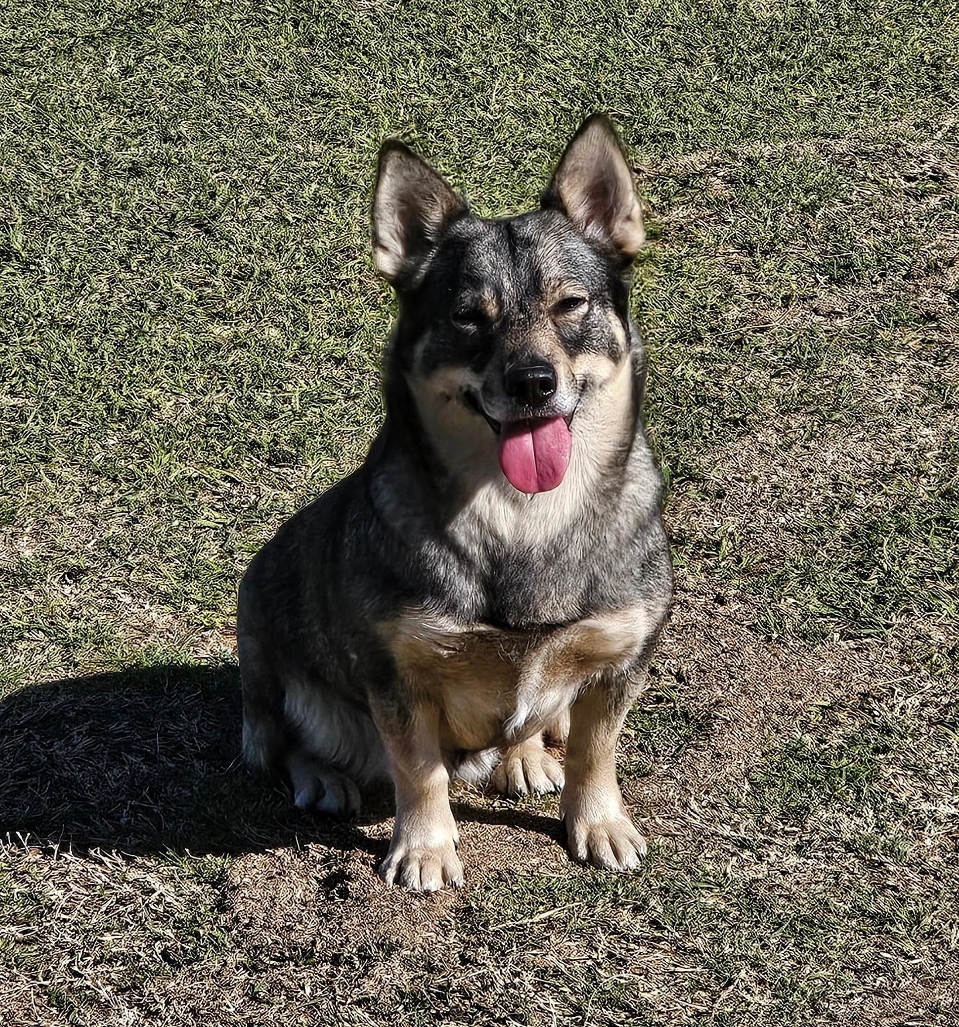 Female Swedish Vallhund dog sitting