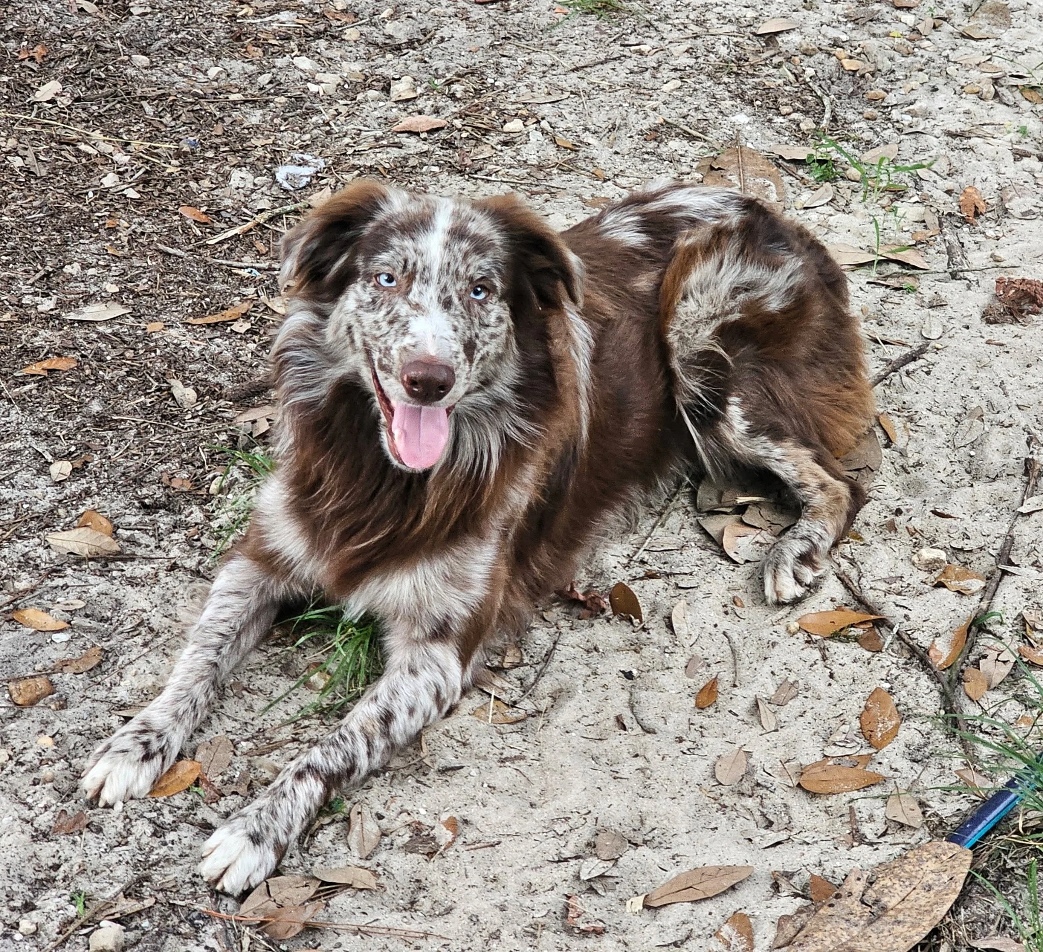Male Red Merle Australian Shepherd laying down outside