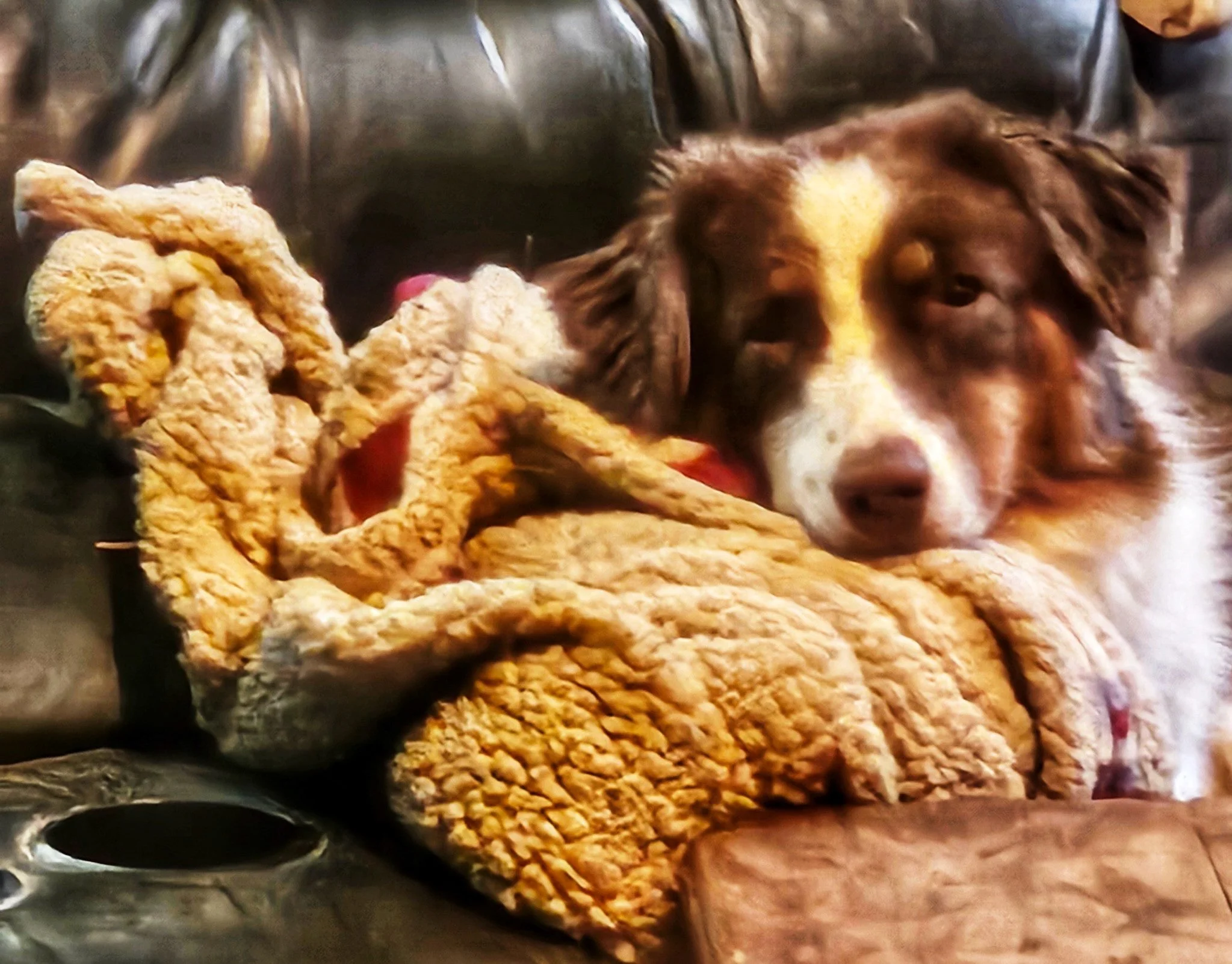 Female red tri australian shepherd cuddled up on the couch with a blanket
