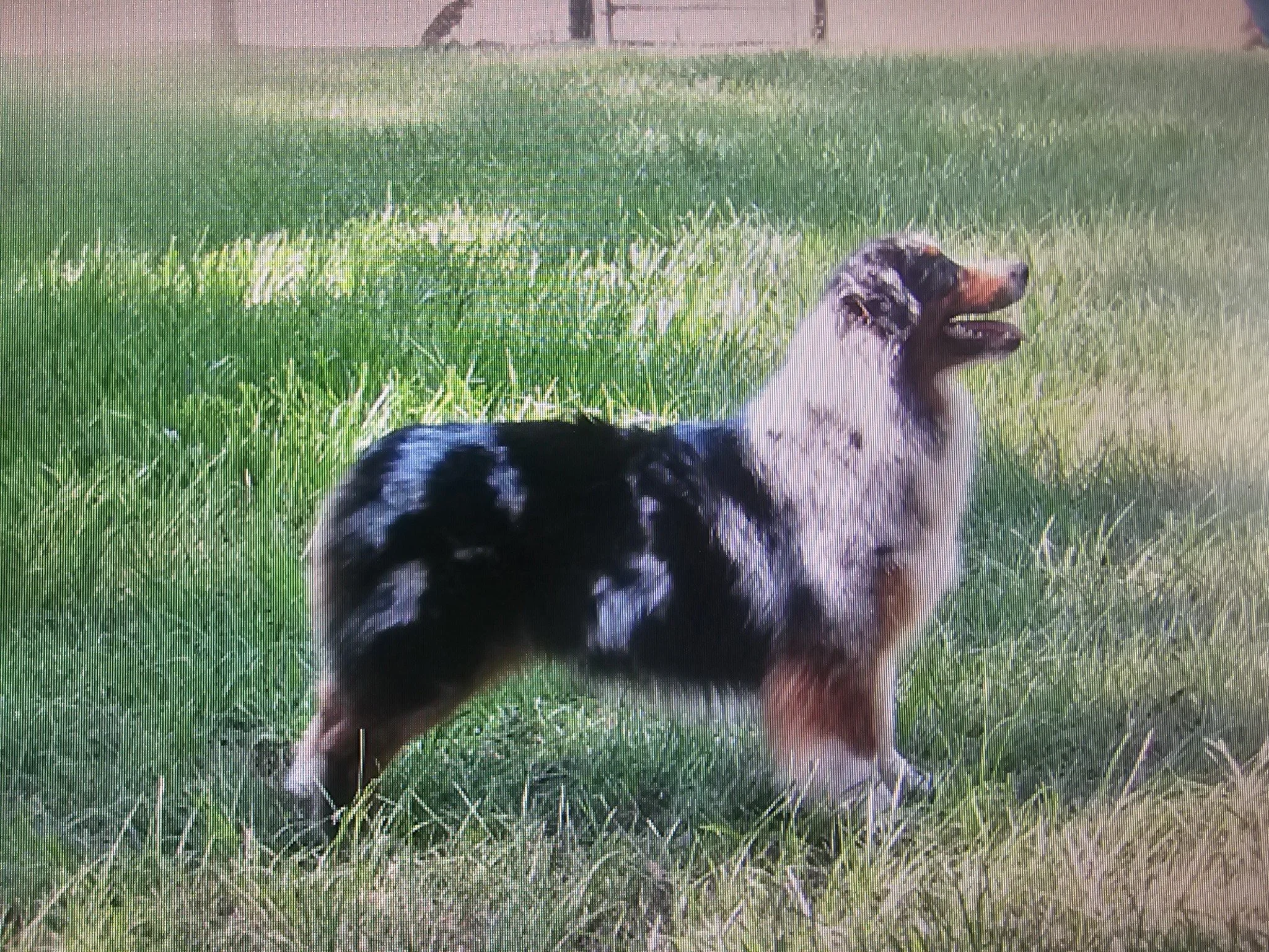 Female Blue Merle Australian Shepherd standing outside in the field