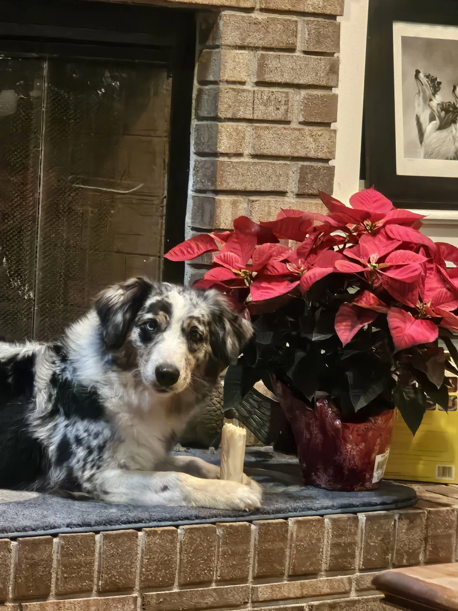 Female blue merle Australian shepherd laying down on a fireplace next to a poinsettia 