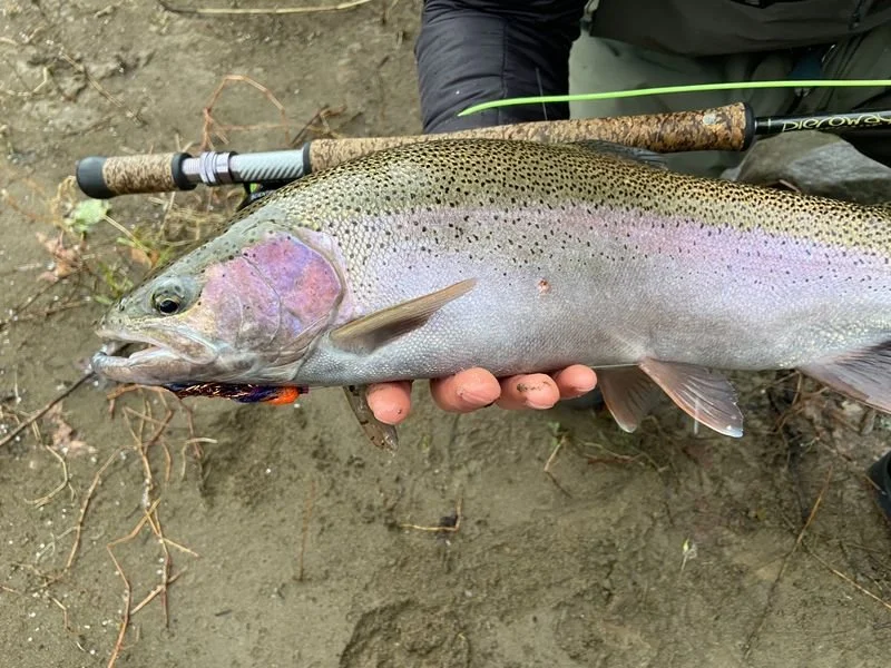 Steelhead trout steelhead alley