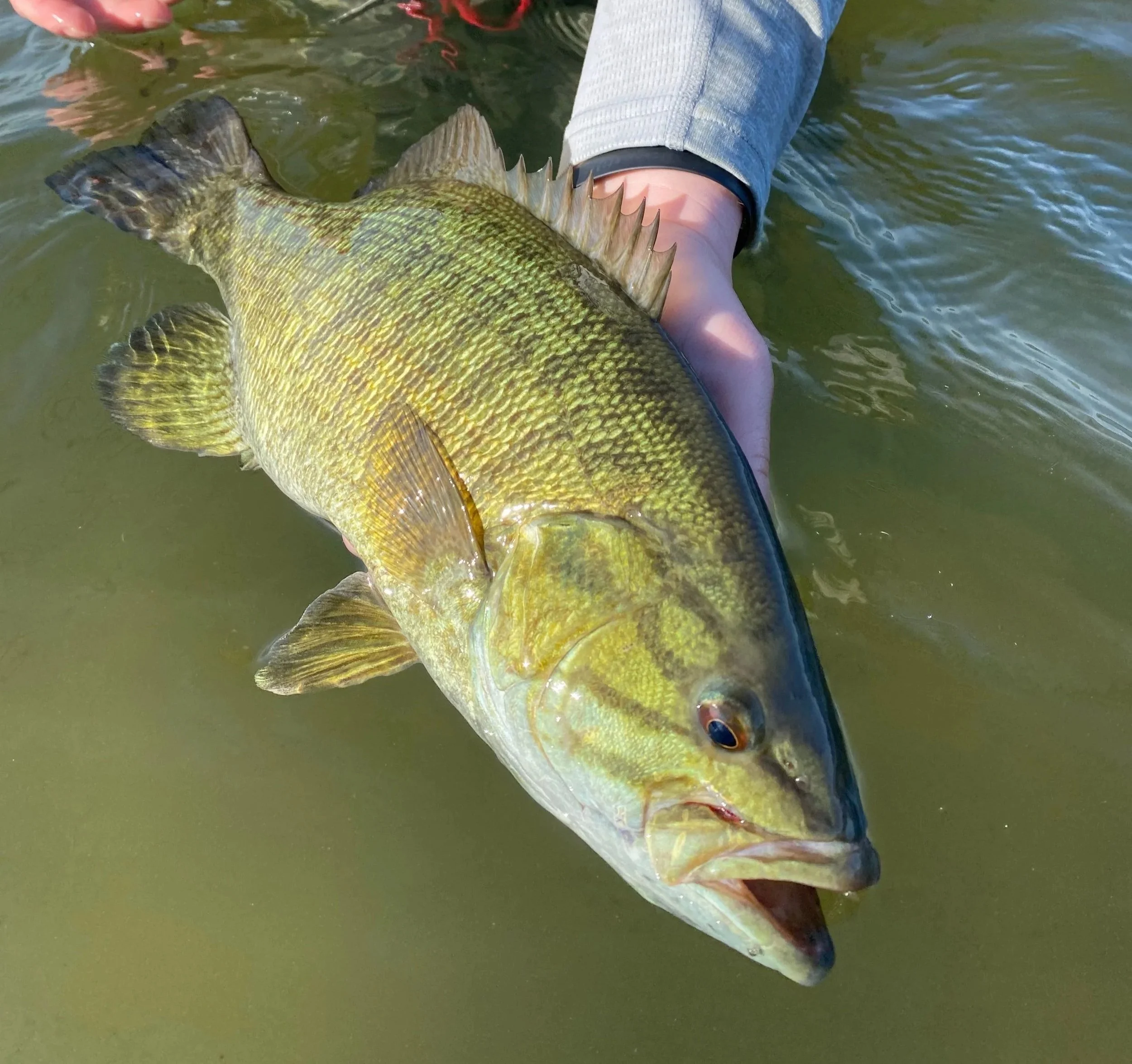 Great Lakes Smallmouth Bass