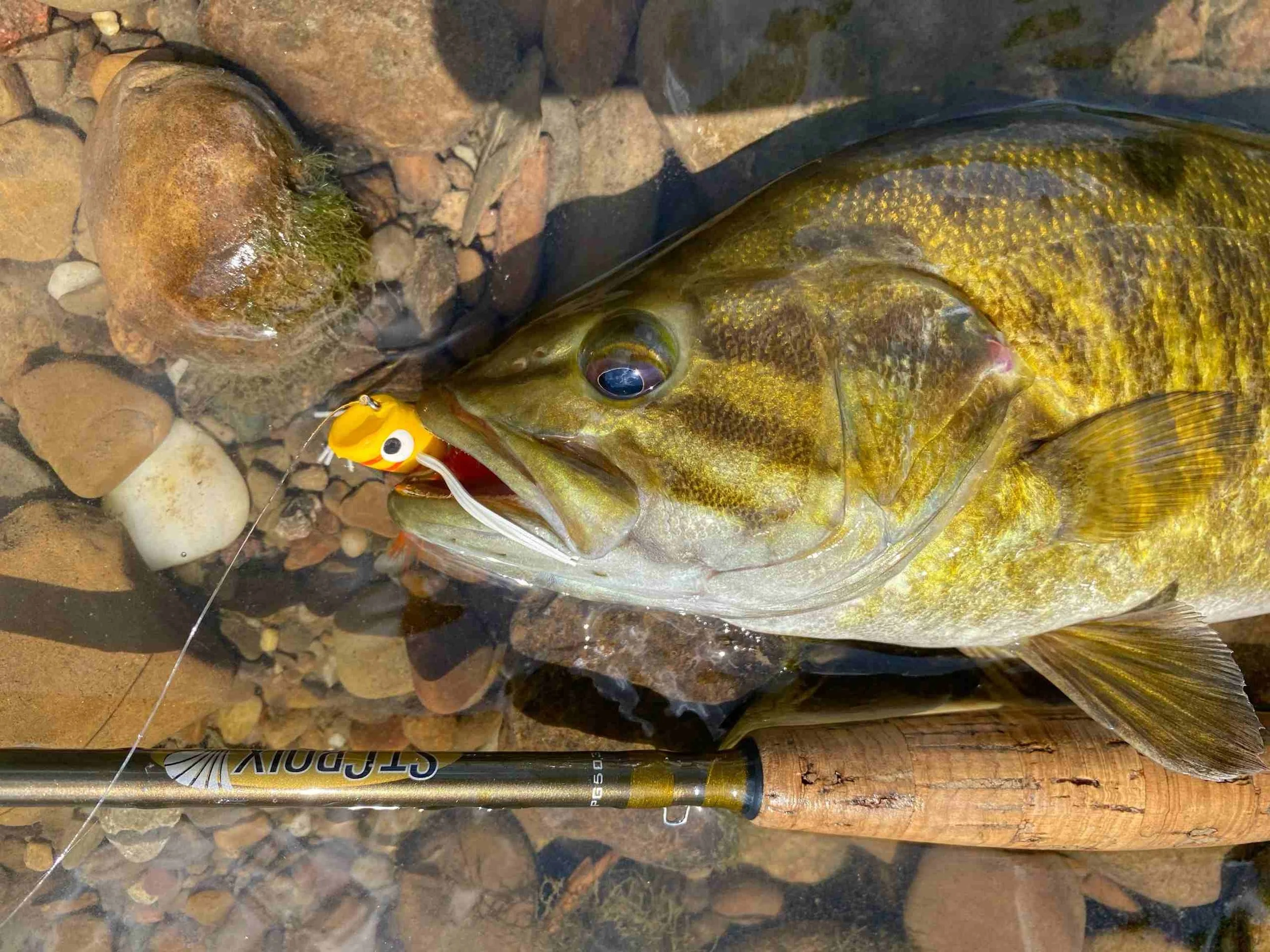 Smallmouth bass on topwater flies.