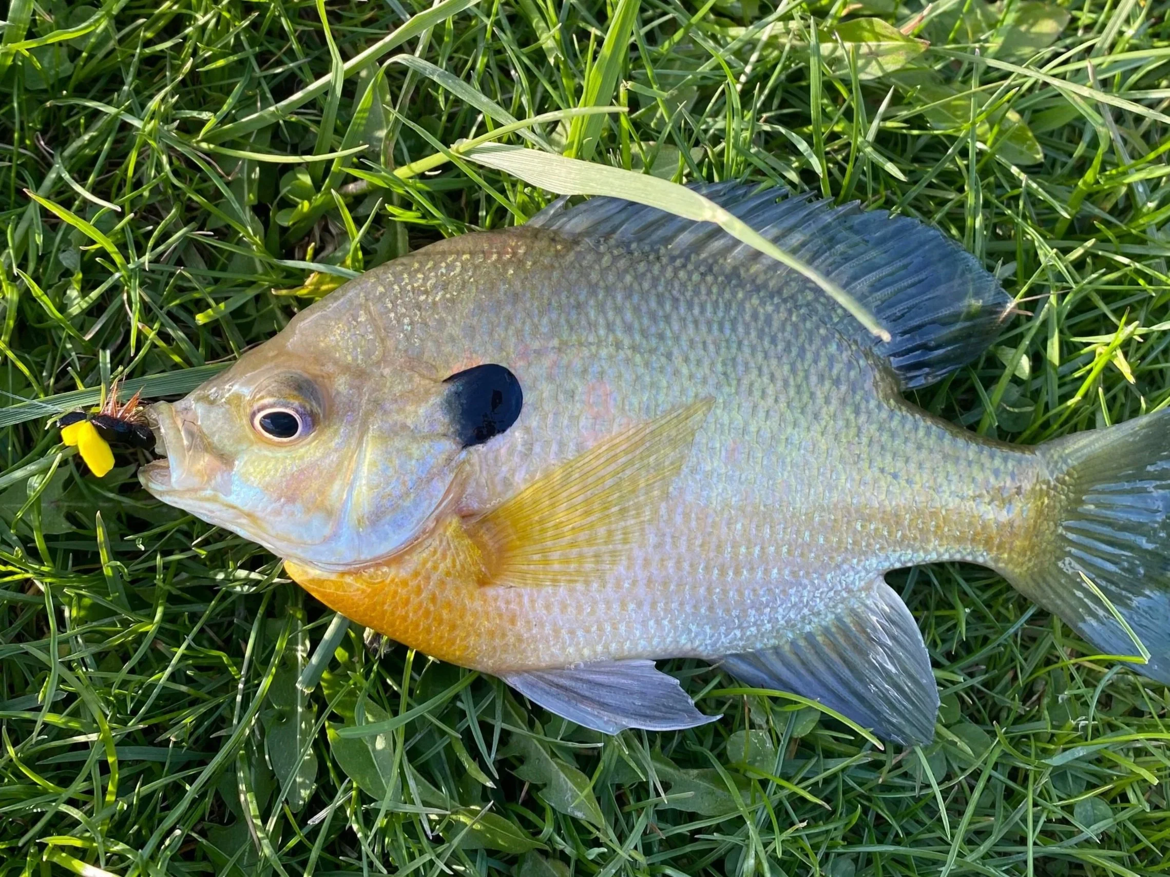 Fly fishing for bluegill and largemouth bass.