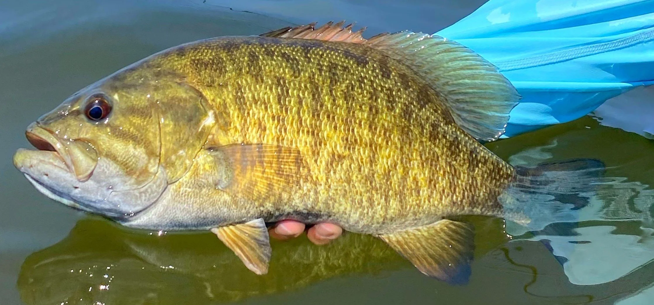 Lake Erie smallmouth bass fishing