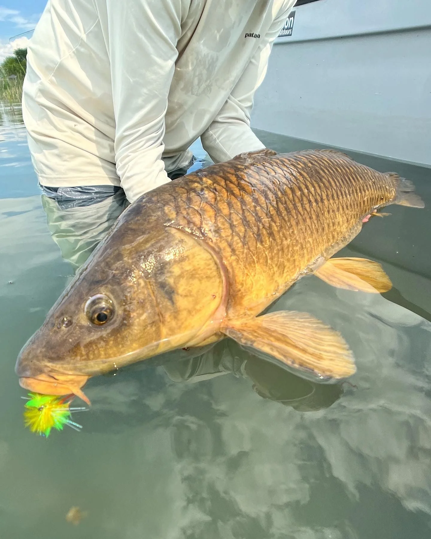 Fly Fishing for Carp