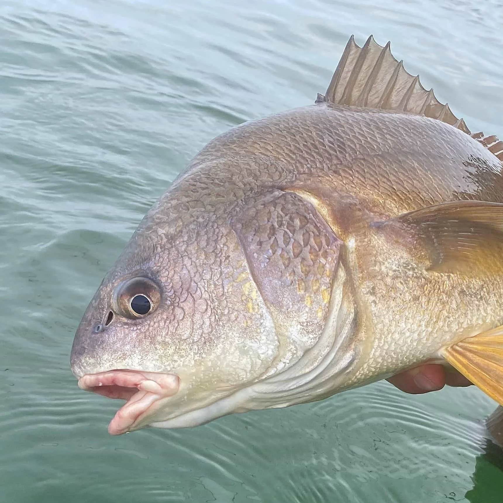 freshwater drum fly fishing