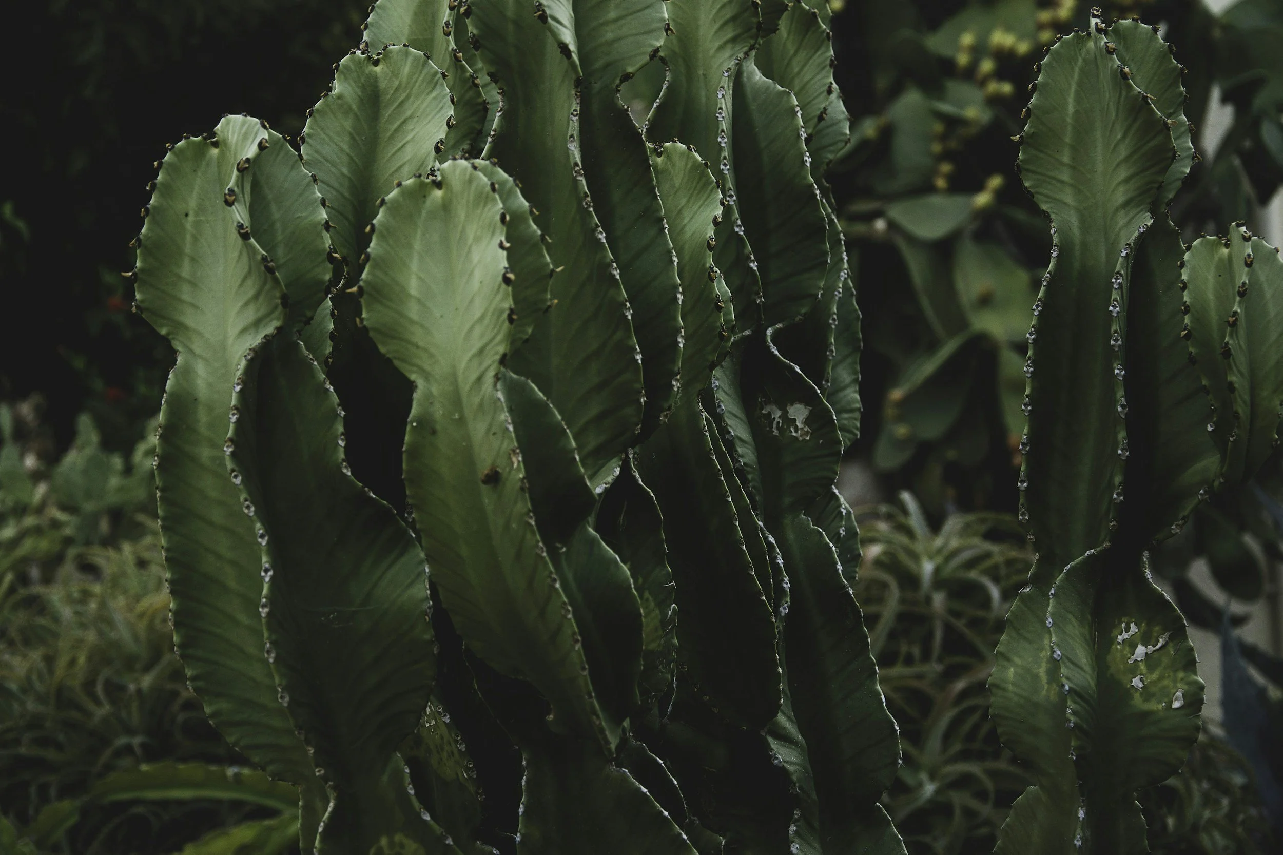 unsplash-image-kQ6bnLRFyk0.jpg