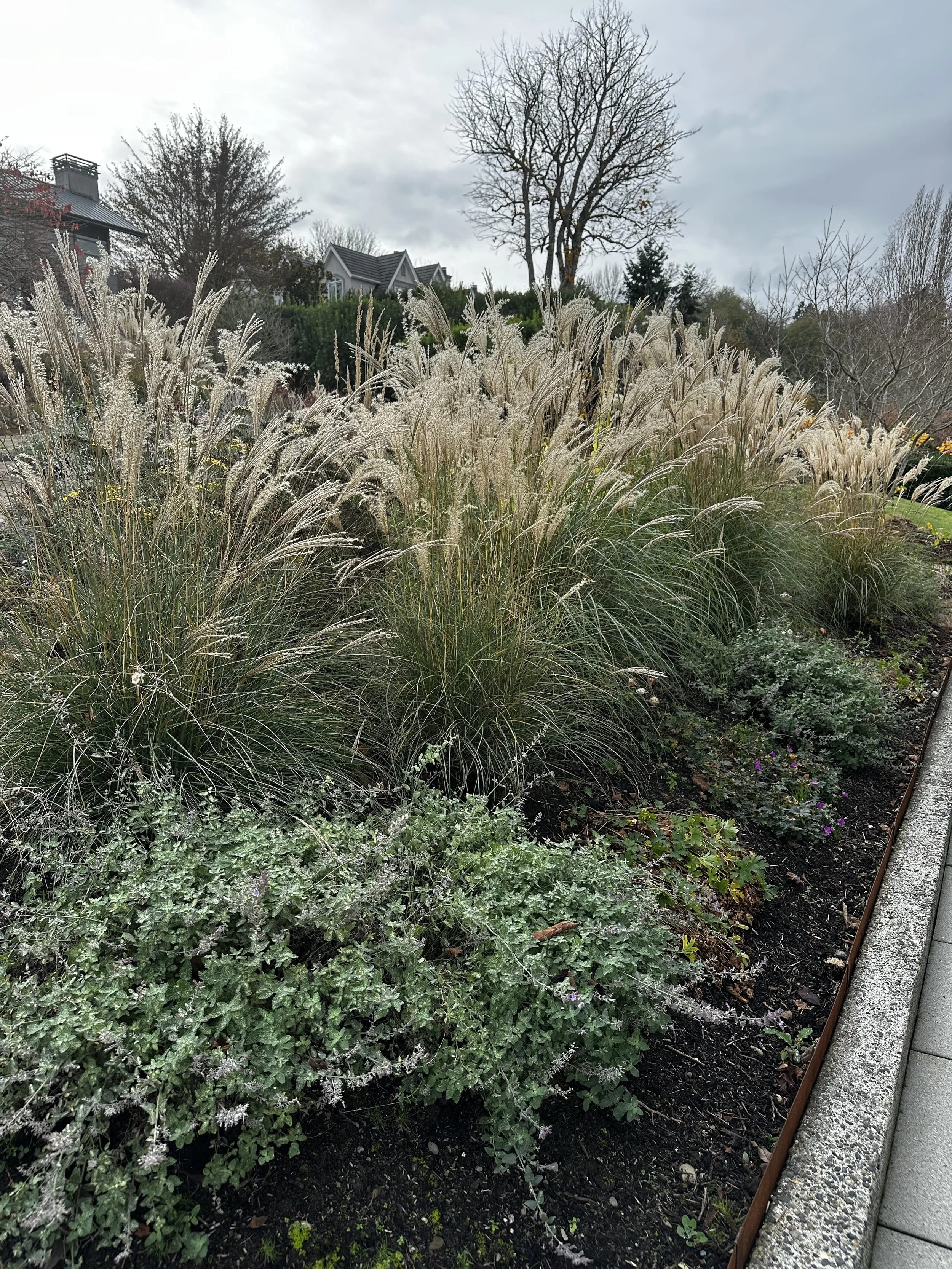 Winter Garden Inspiration: Piet Oudolf-Inspired Perennials and Grasses