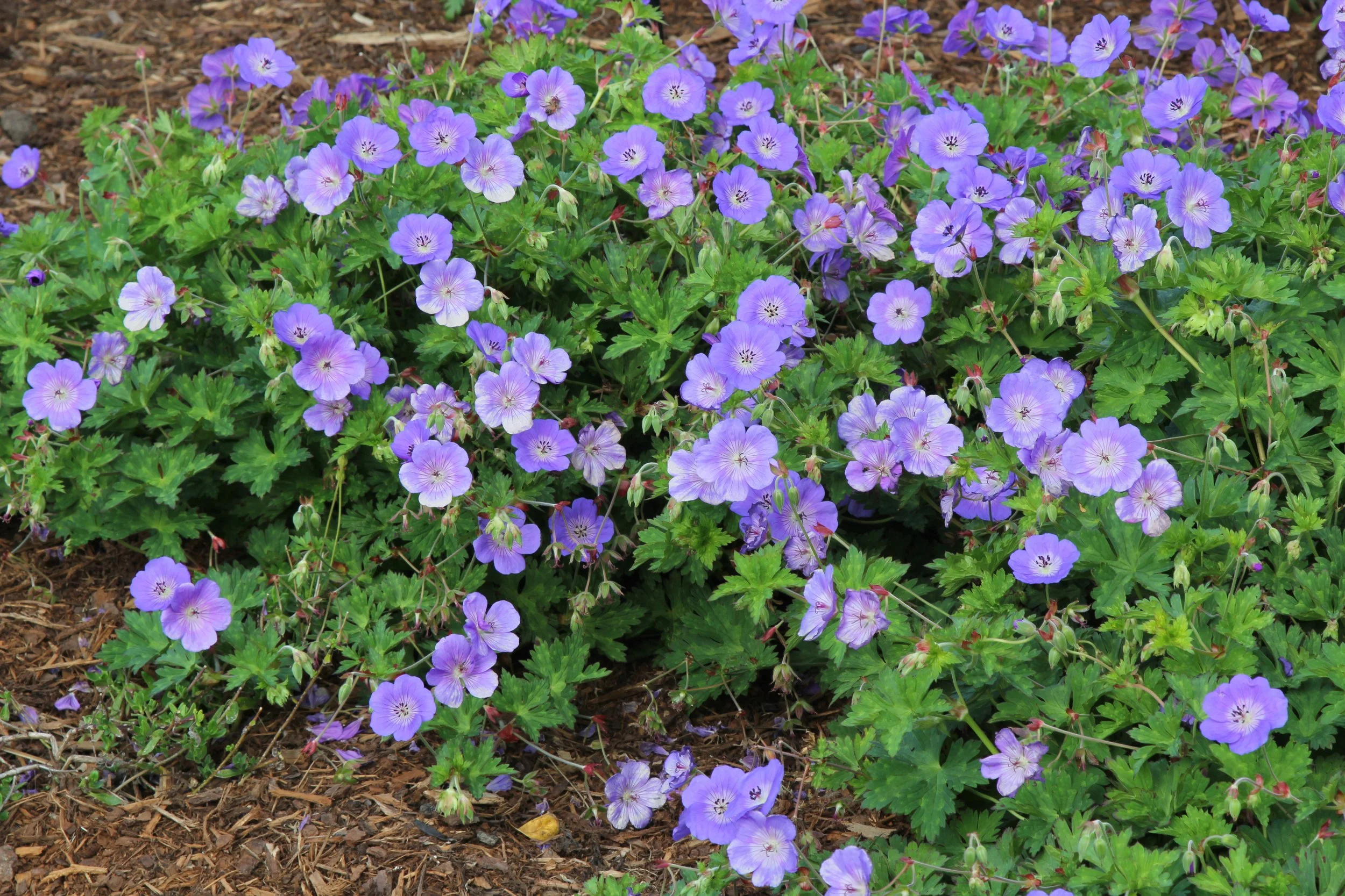The BEST Spring Garden Plant Guide to have color and texture now ...