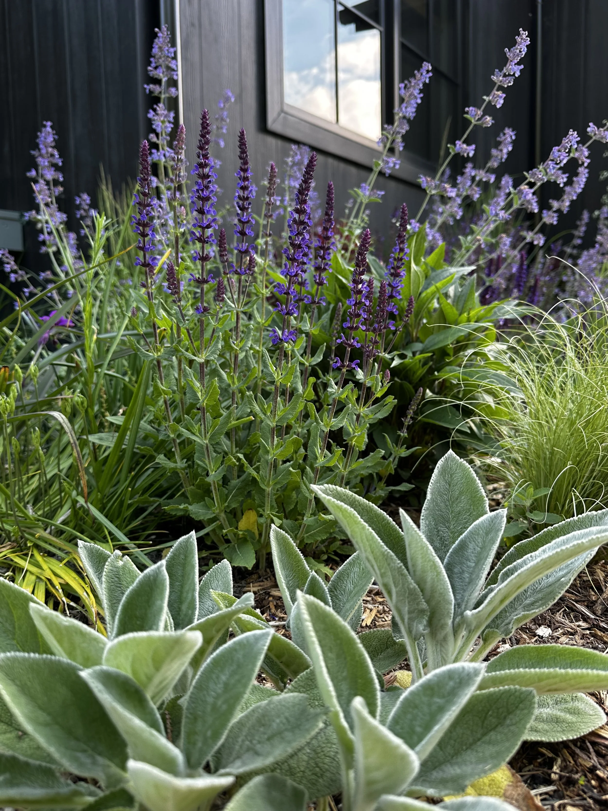 🌿 Jumpstart Your Garden with the Starter Plant Package