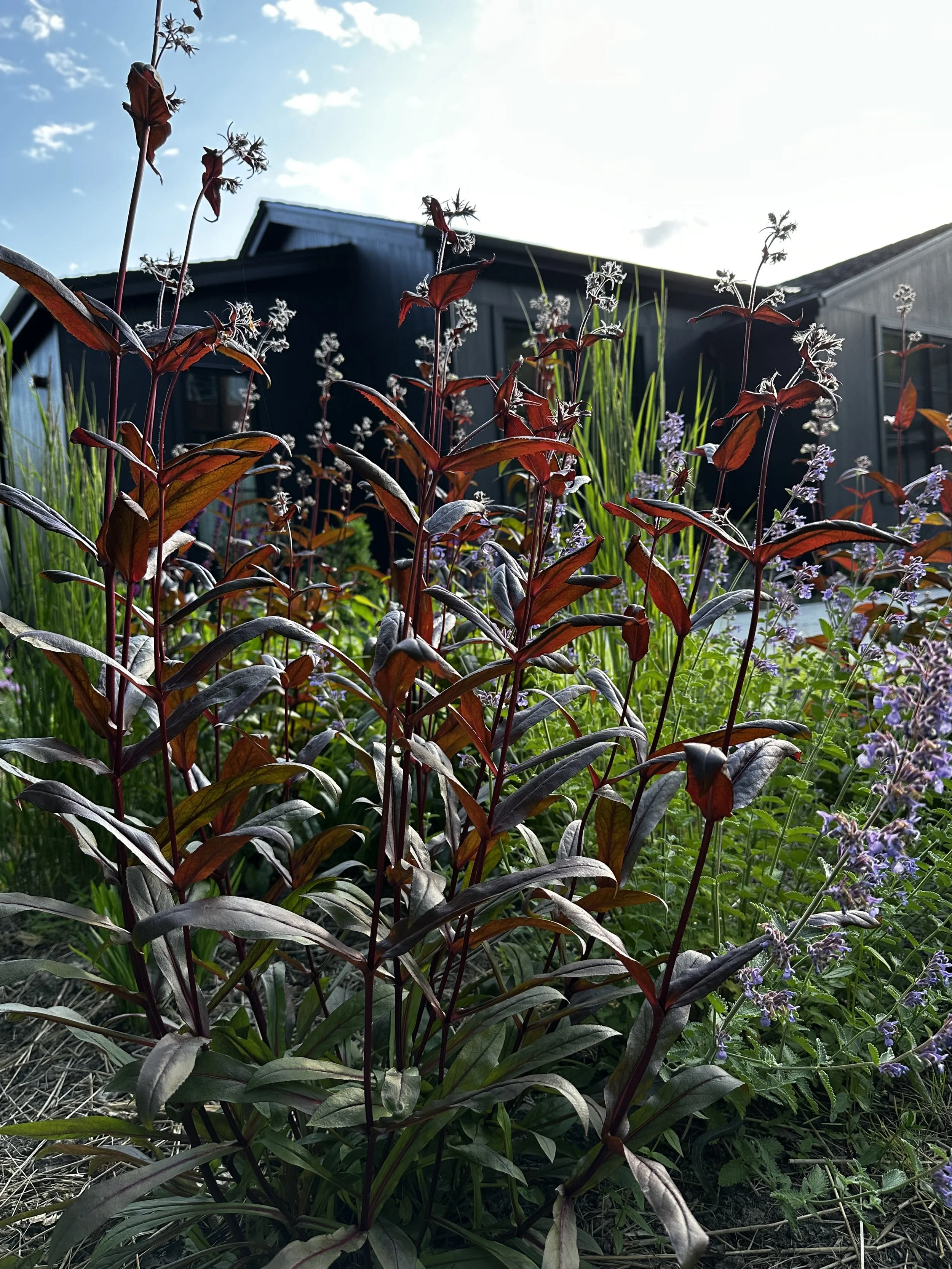 A garden with tall, dark red and purple leaves plants, and purple flowers, in front of a house with a sloped roof, under a bright sky.