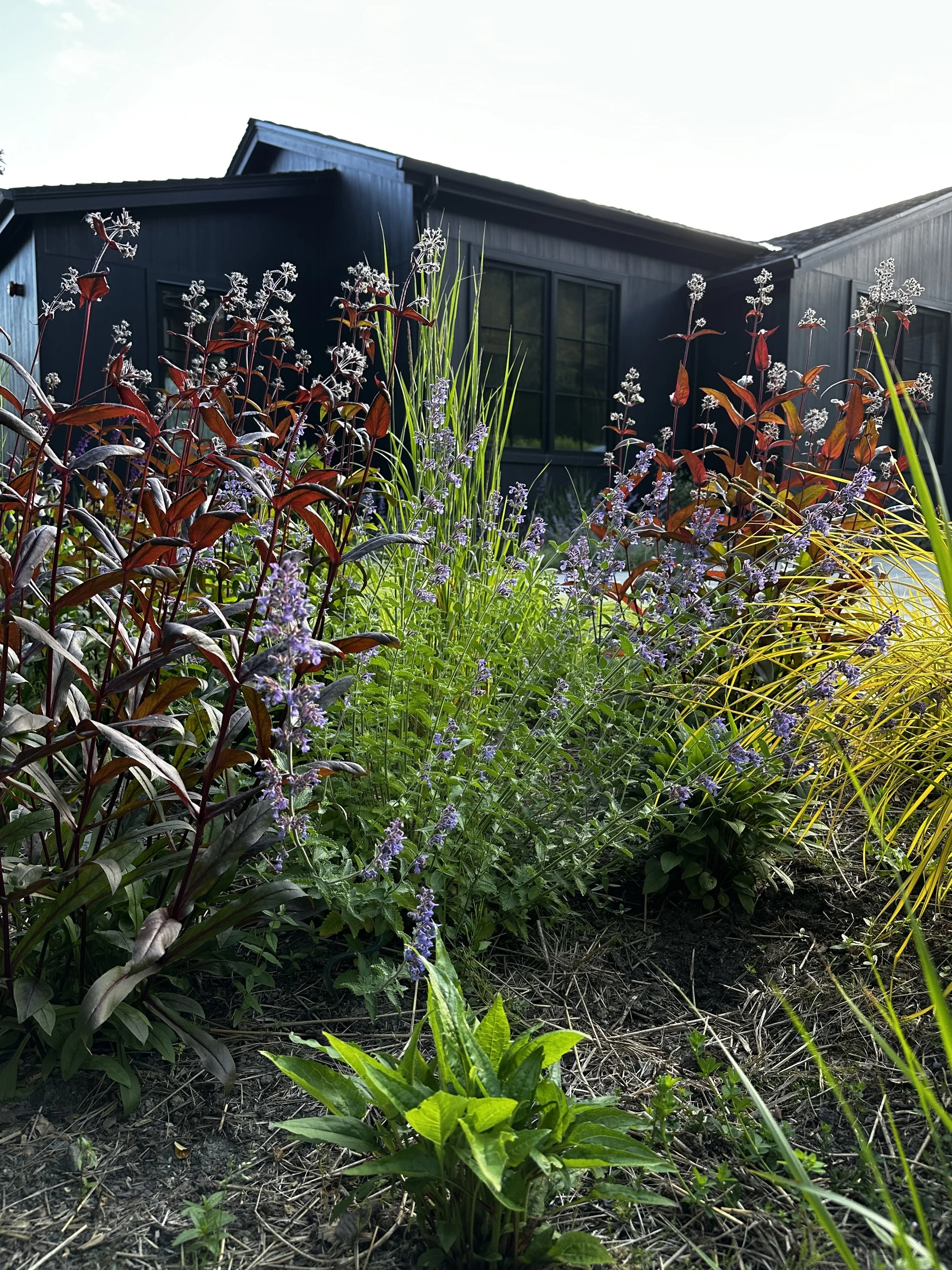 Beyond the Pie-Crust Suburb Yard: Designing a Property Meant to Be Explored