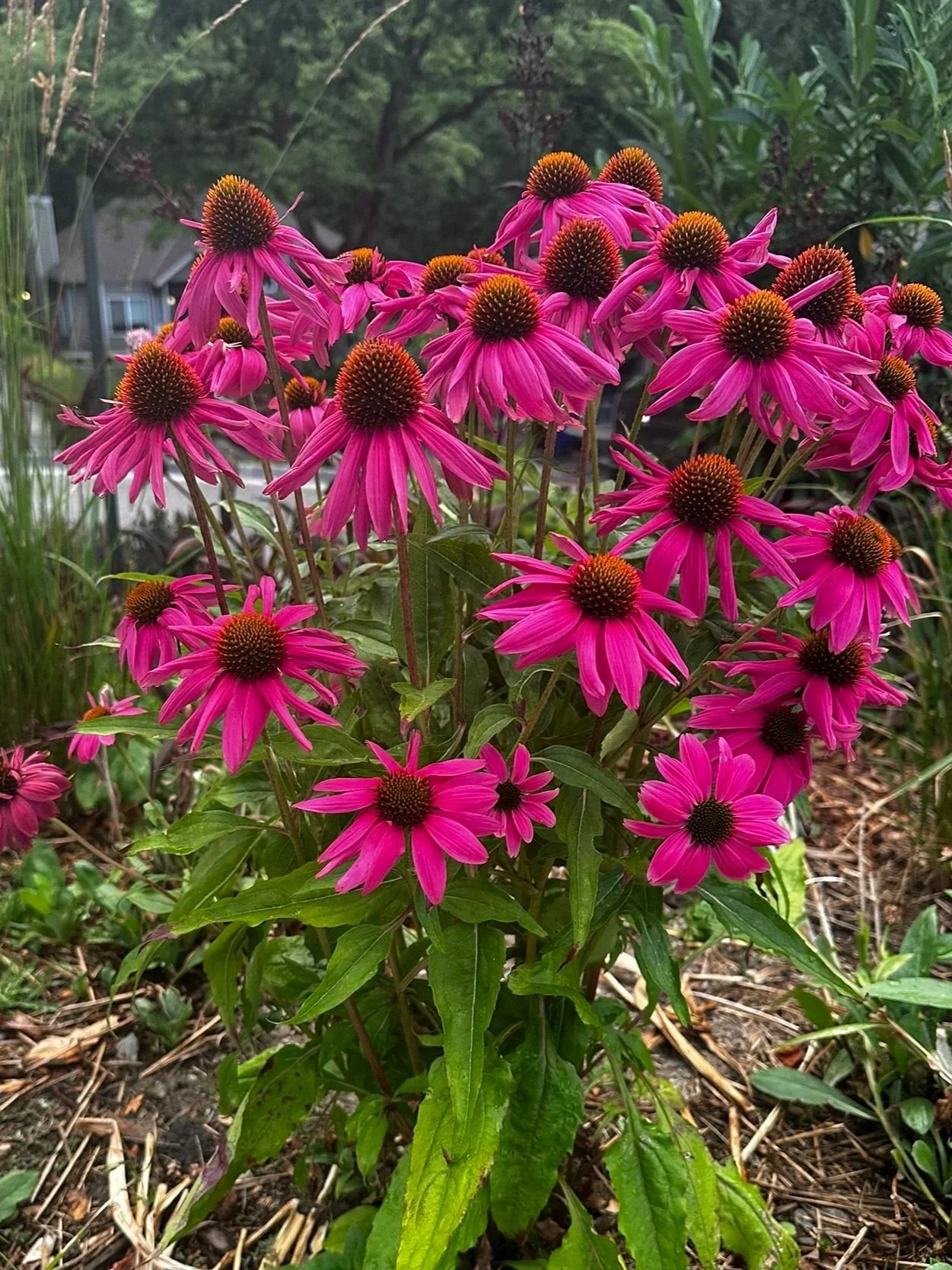 A cluster of pink coneflowers with brownish-orange centers in a Kirkland, WA garden, surrounded by green foliage and soil.