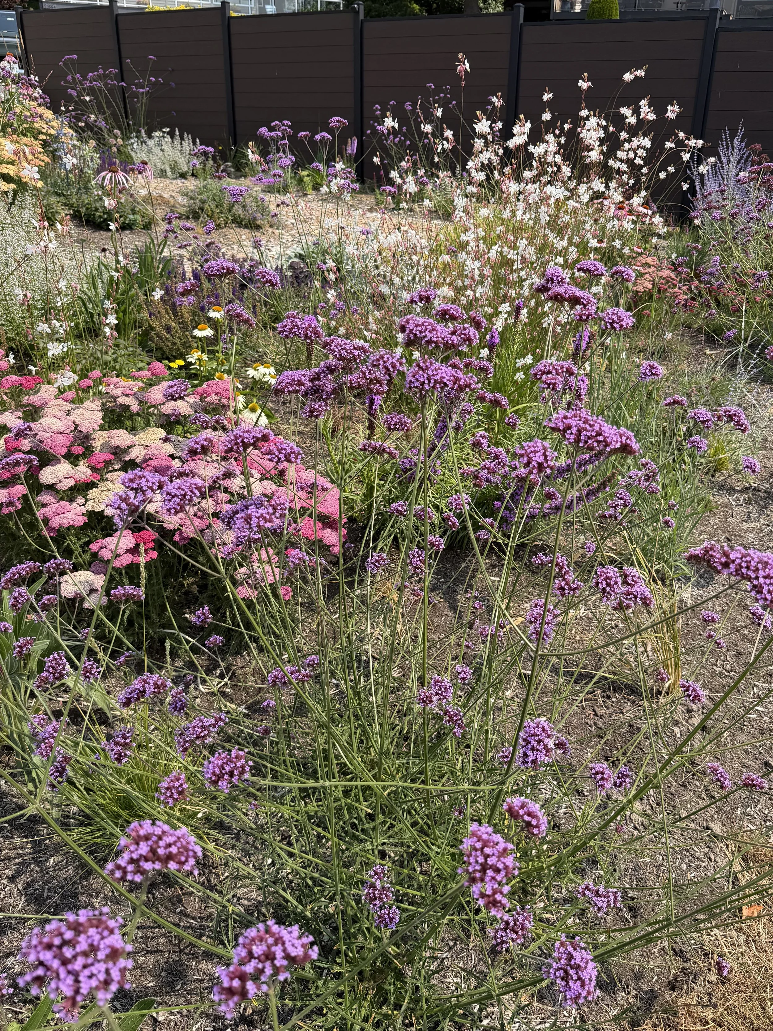 IMG_4774.jpeg