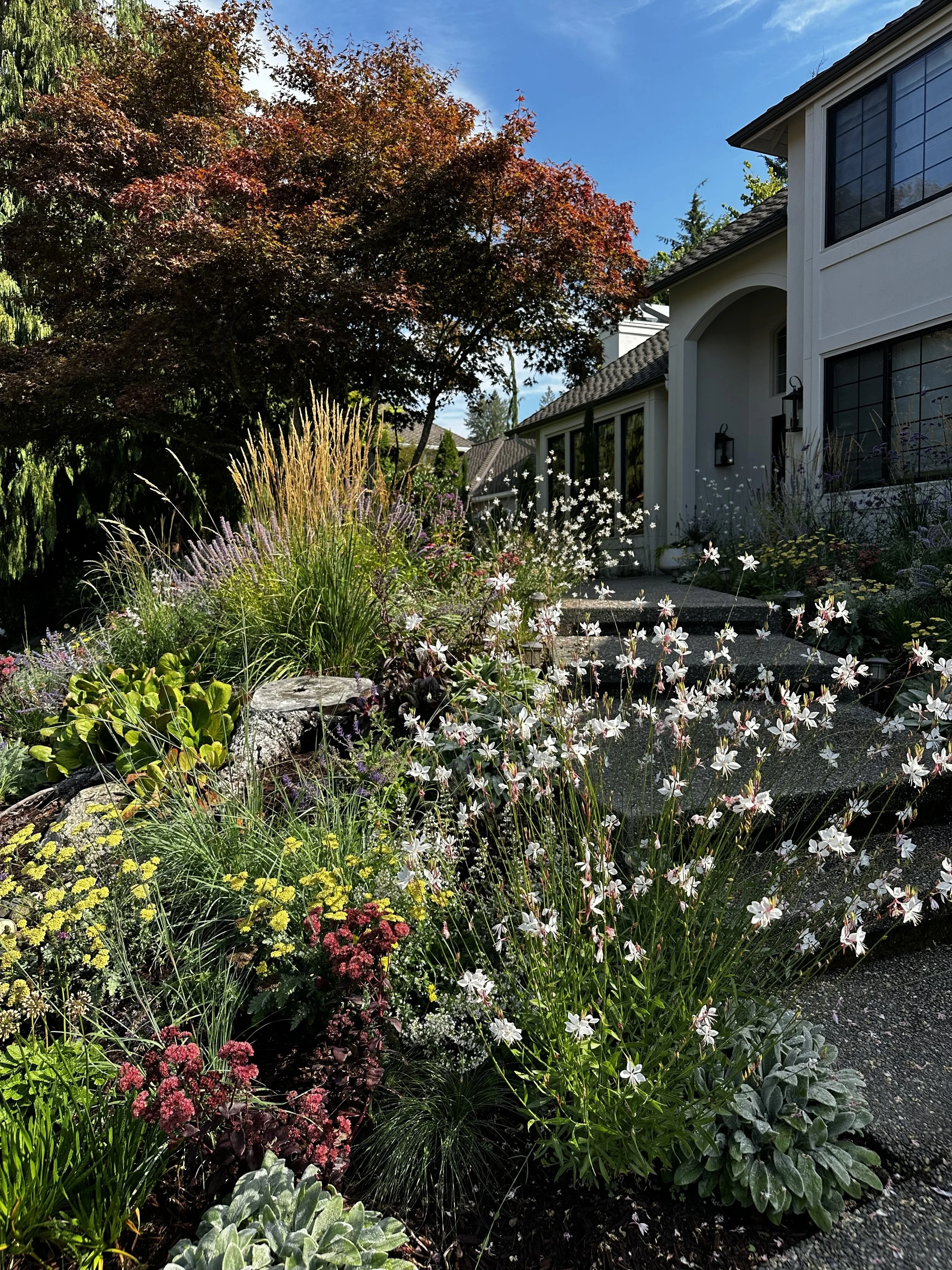 A residential garden filled with various flowering plants and shrubs, alongside a pathway leading to a white house with large windows and dark outdoor lanterns. A large tree with reddish leaves is visible in the background under a blue sky.