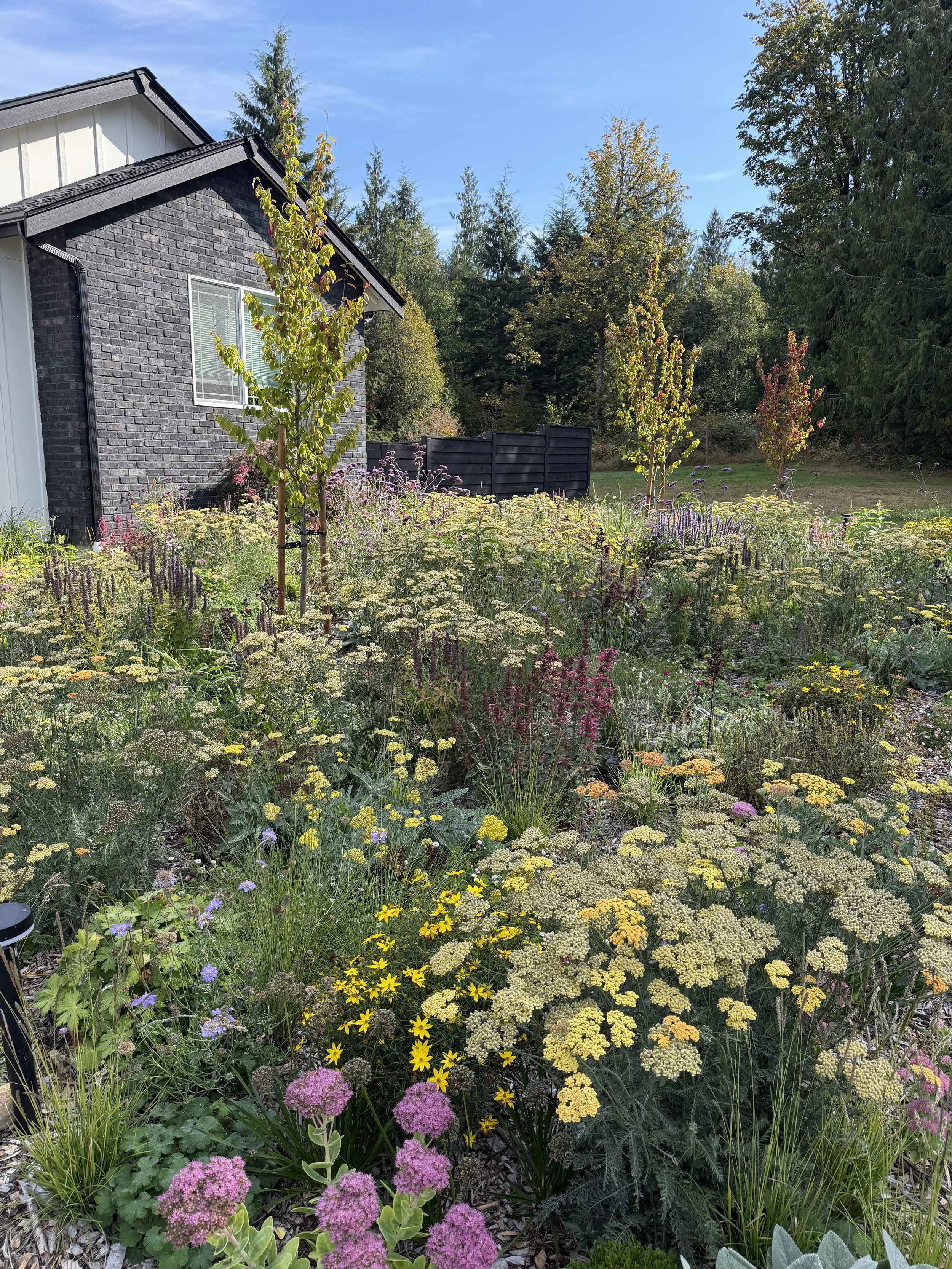 Lawn to Meadow Conversion