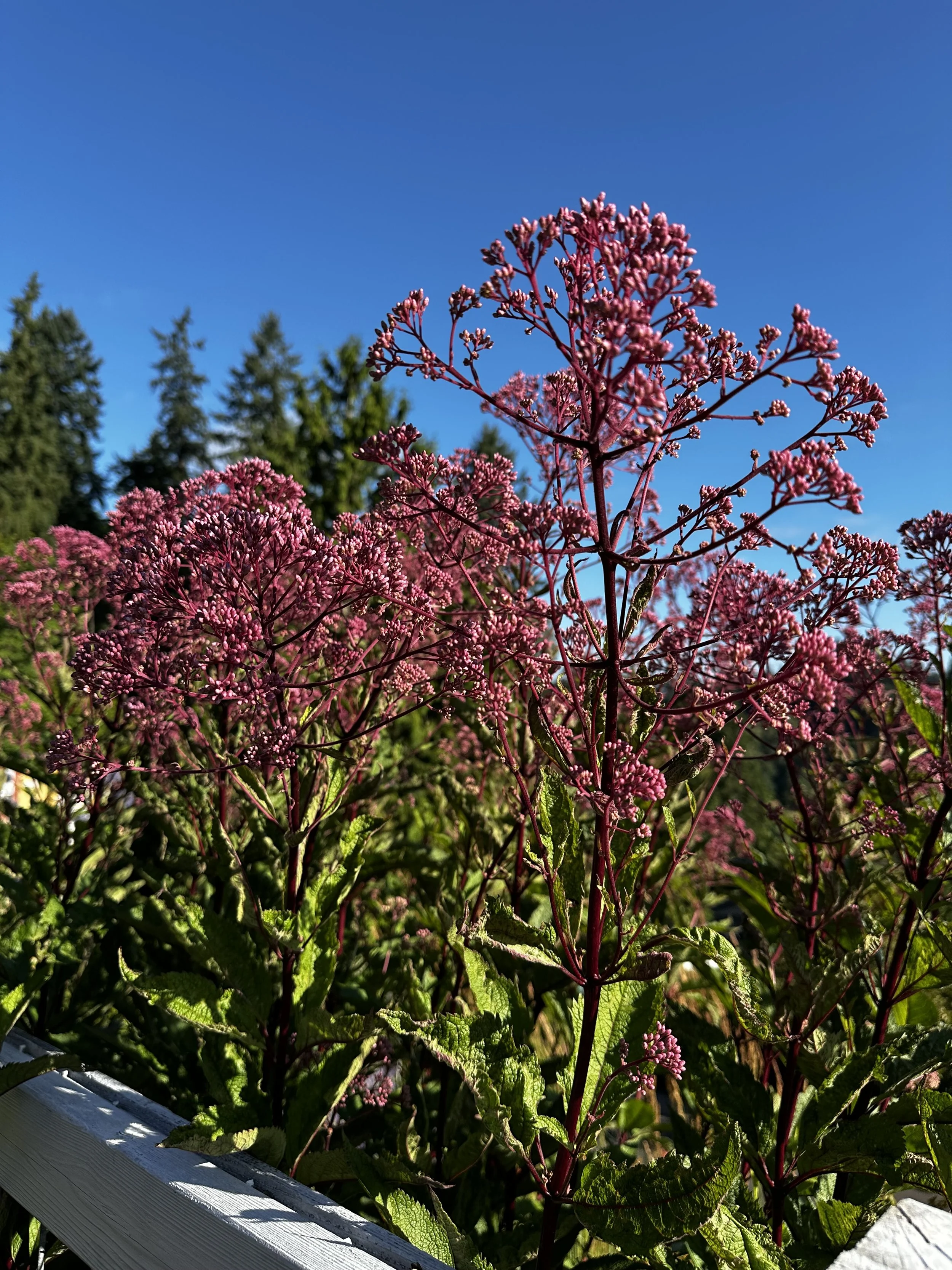 Hillside Garden
