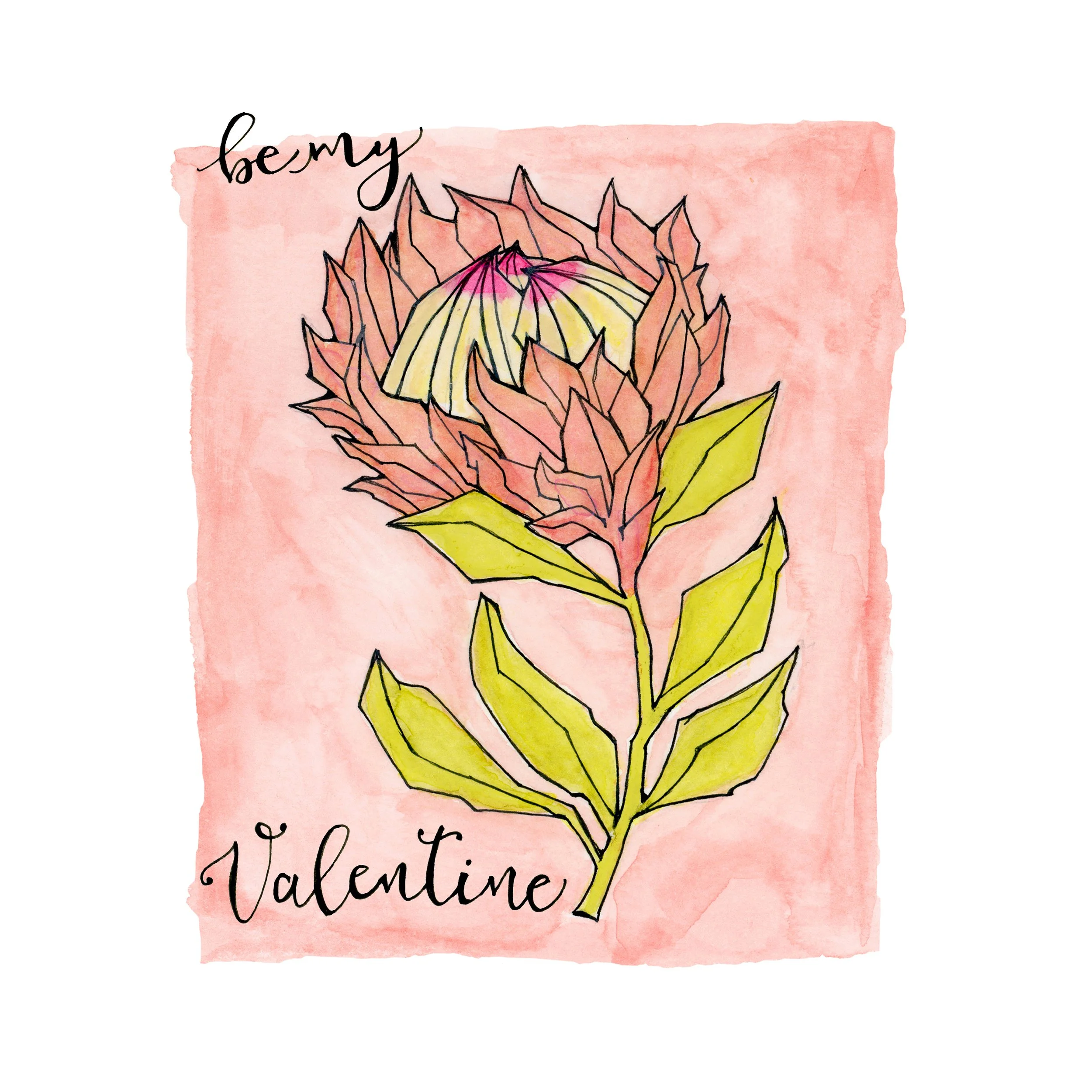 Protea Valentine 