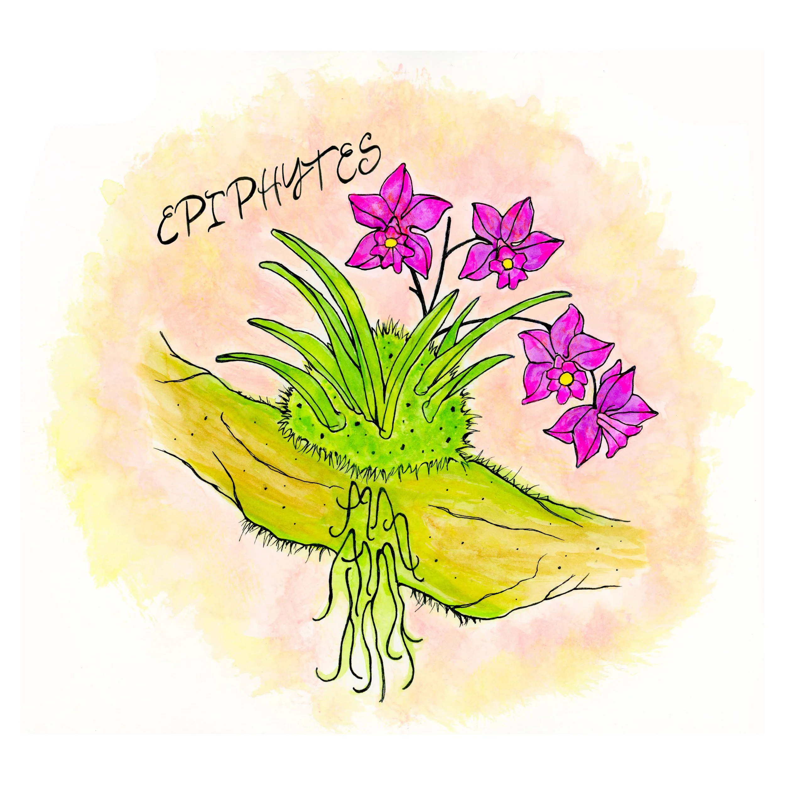 COSTA RICA EPIPHYTES INSTAGRAM.jpg