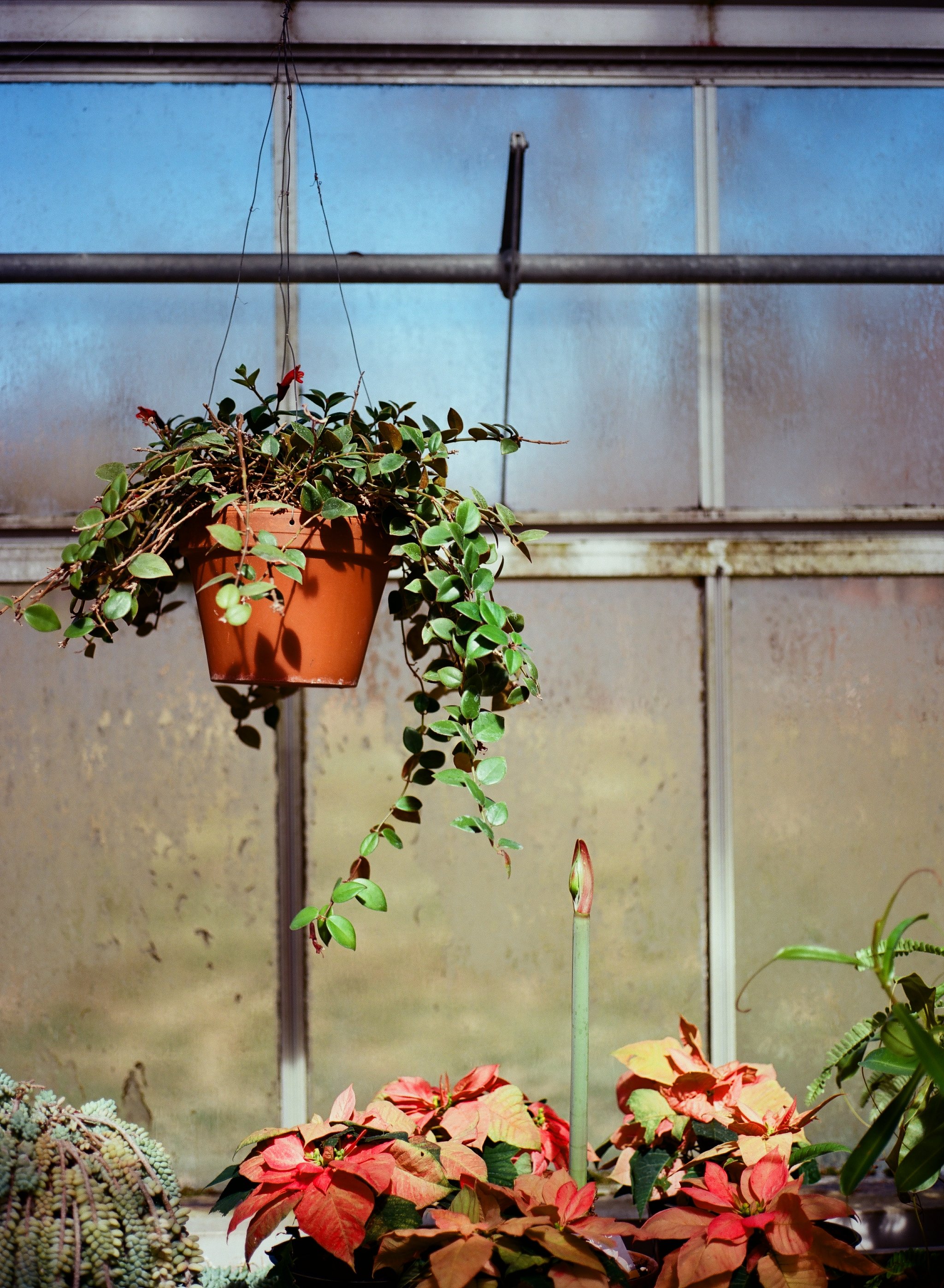 Hidden Lake Gardens, 2026 Spring Flower Show
Mamiya M645 1000s
Mamiya-Sekor 80 mm f2.8
Kodak Ektar 100
