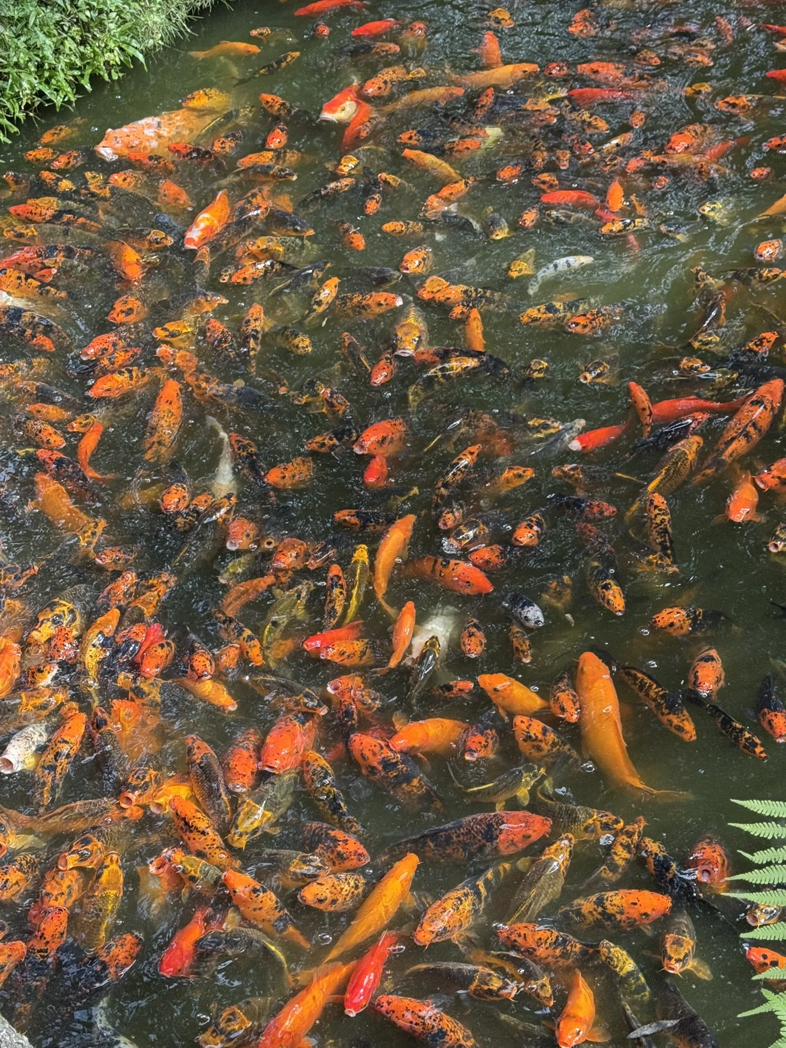 Koi Fish Outside the Byodo-In Temple