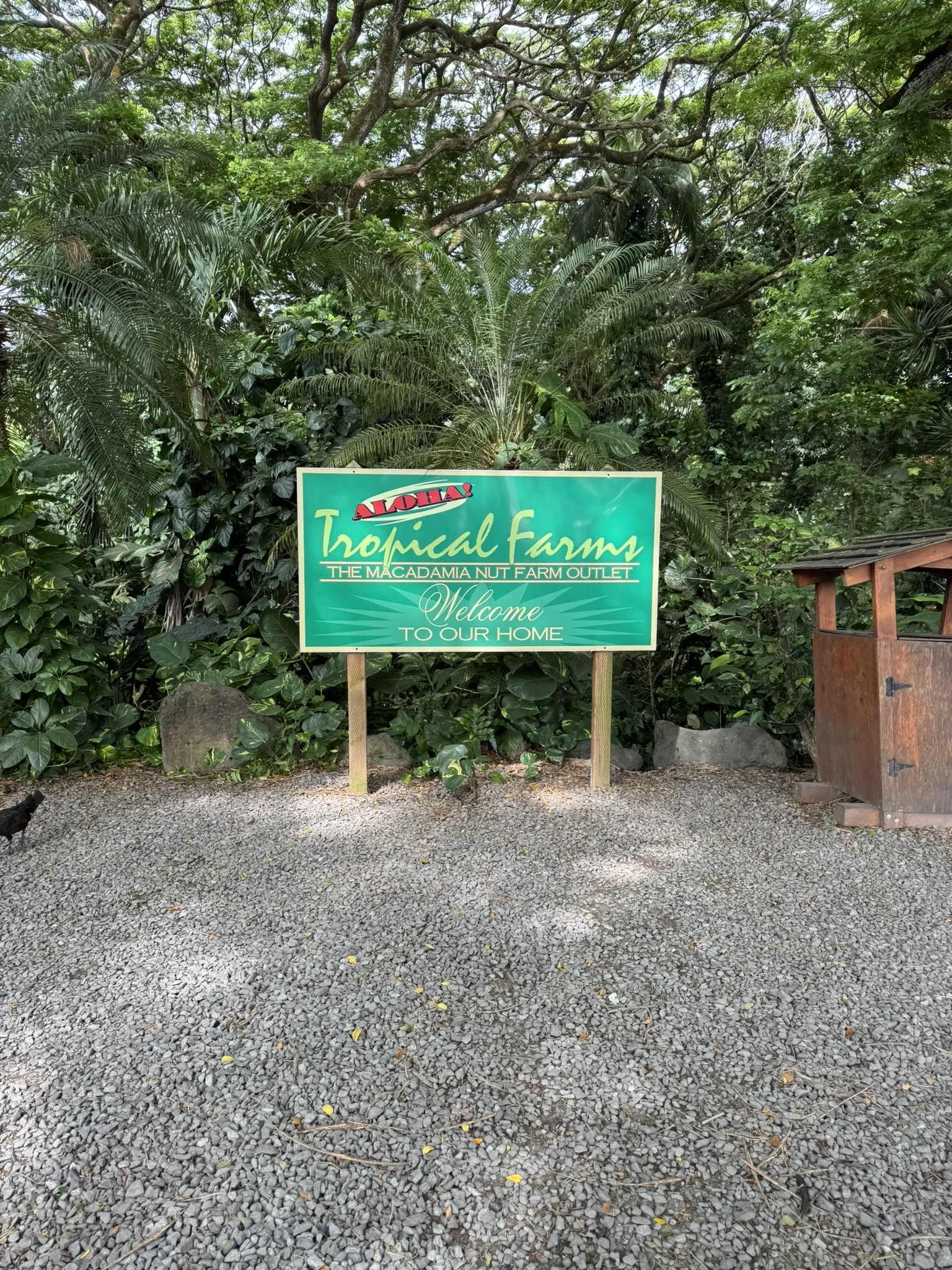 Macadamia Nuts