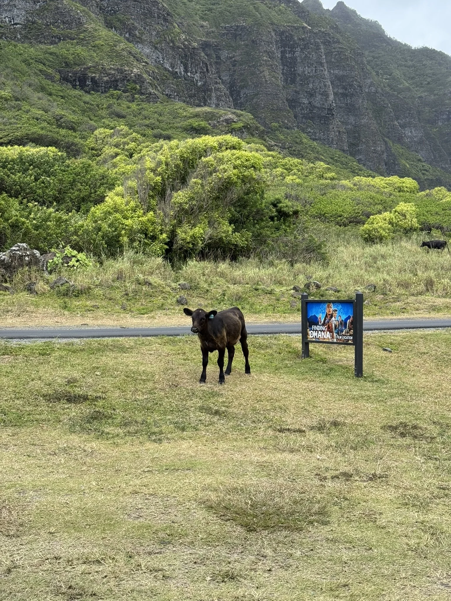 A Resident of Kualoa Ranch