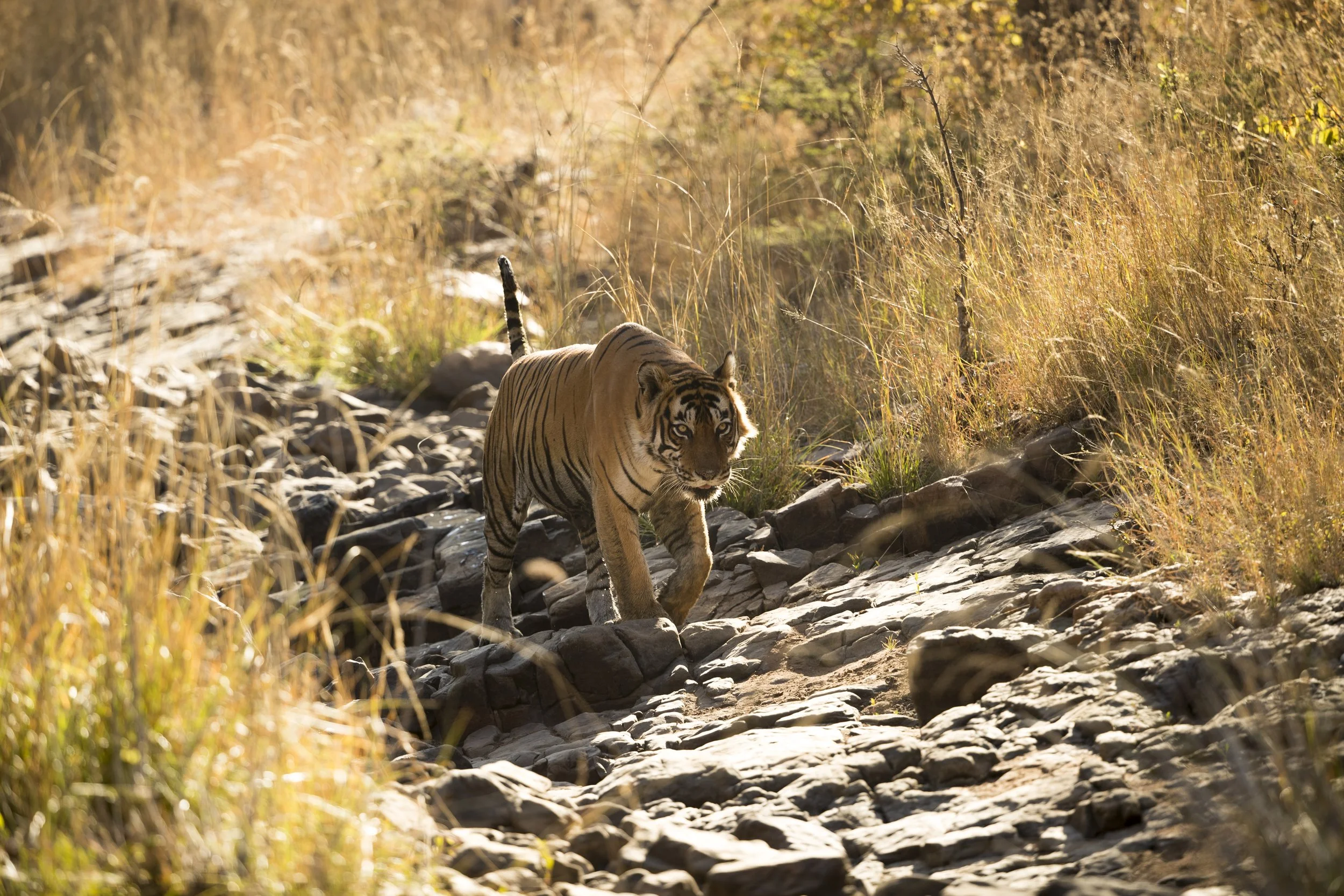 Ranthambore