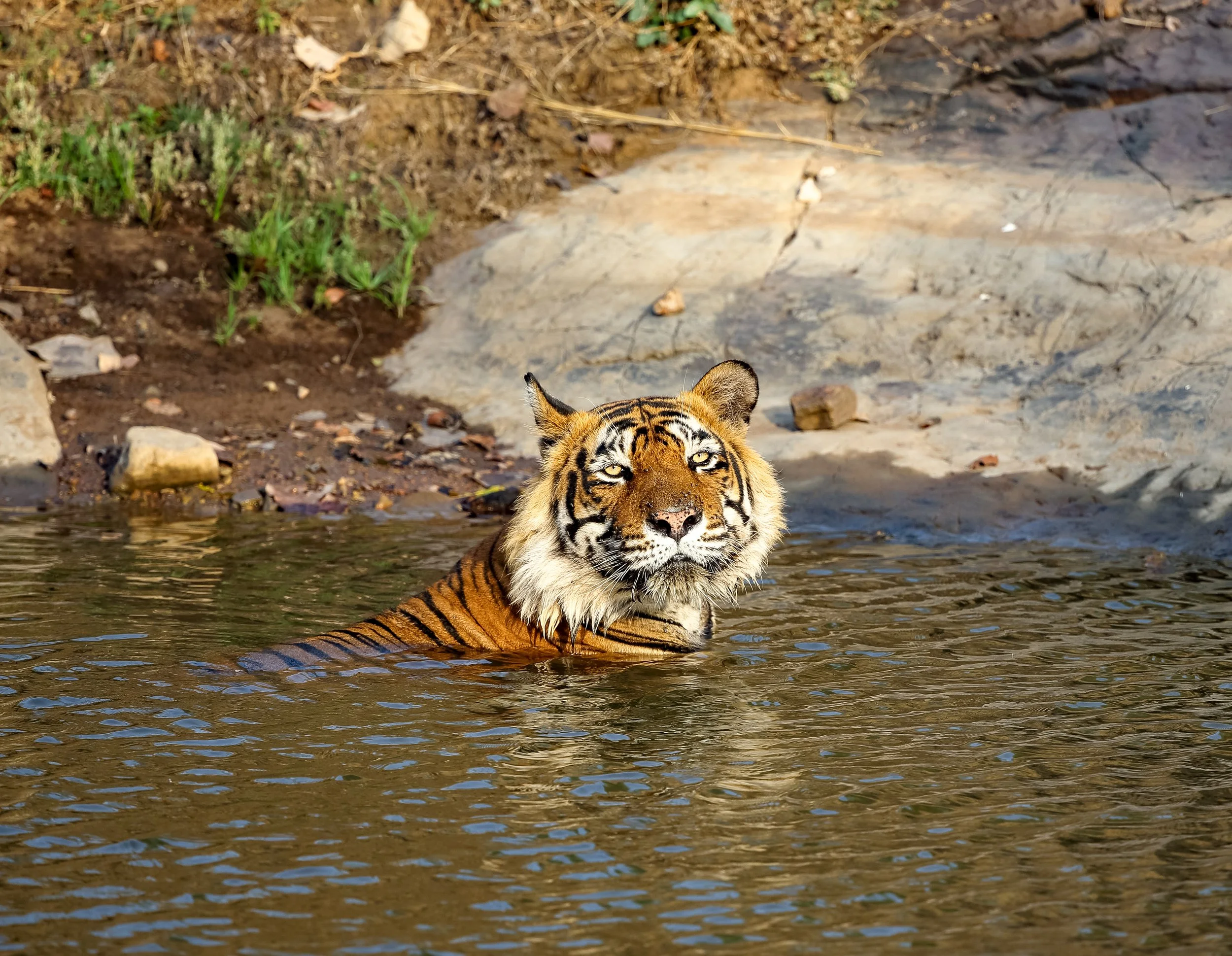 Ranthambore