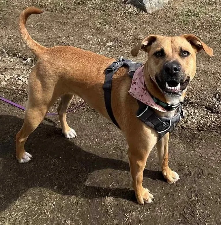 A happy, tan and white mixed breed dog with a black harness and a pink bandana around its neck, standing on dirt ground outdoors.