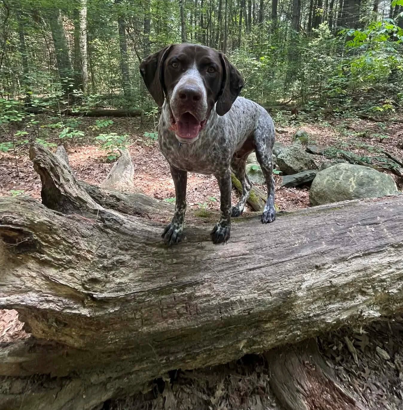 A dog with a brown and white coat standing on a fallen tree log in a wooded forest with green leaves and rocks.