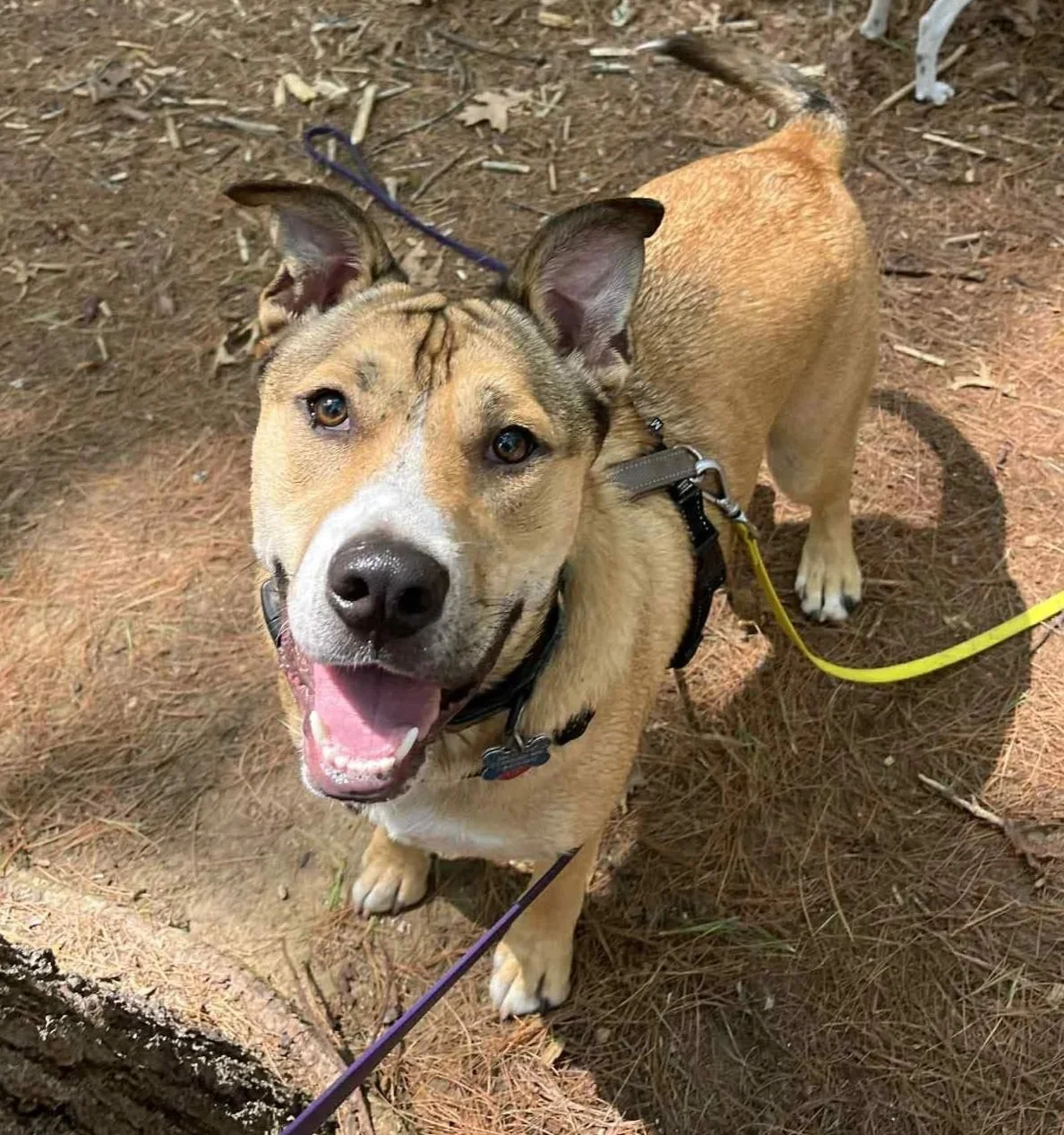 A smiling brown and white dog on a walk in a forest, wearing a harness and leash, standing on pine needles and looking at the camera.