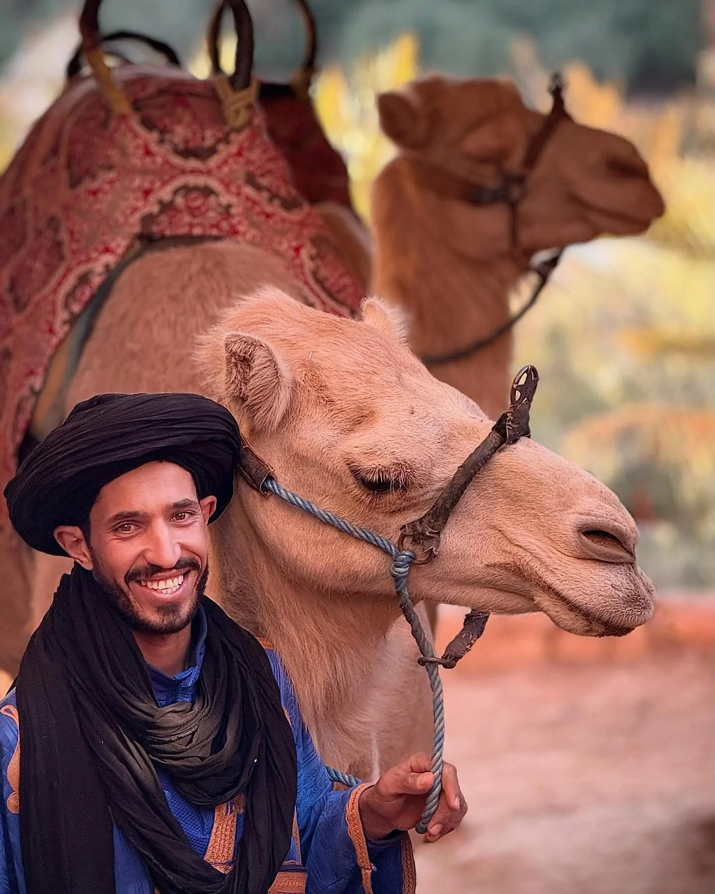 morocco camel.jpg
