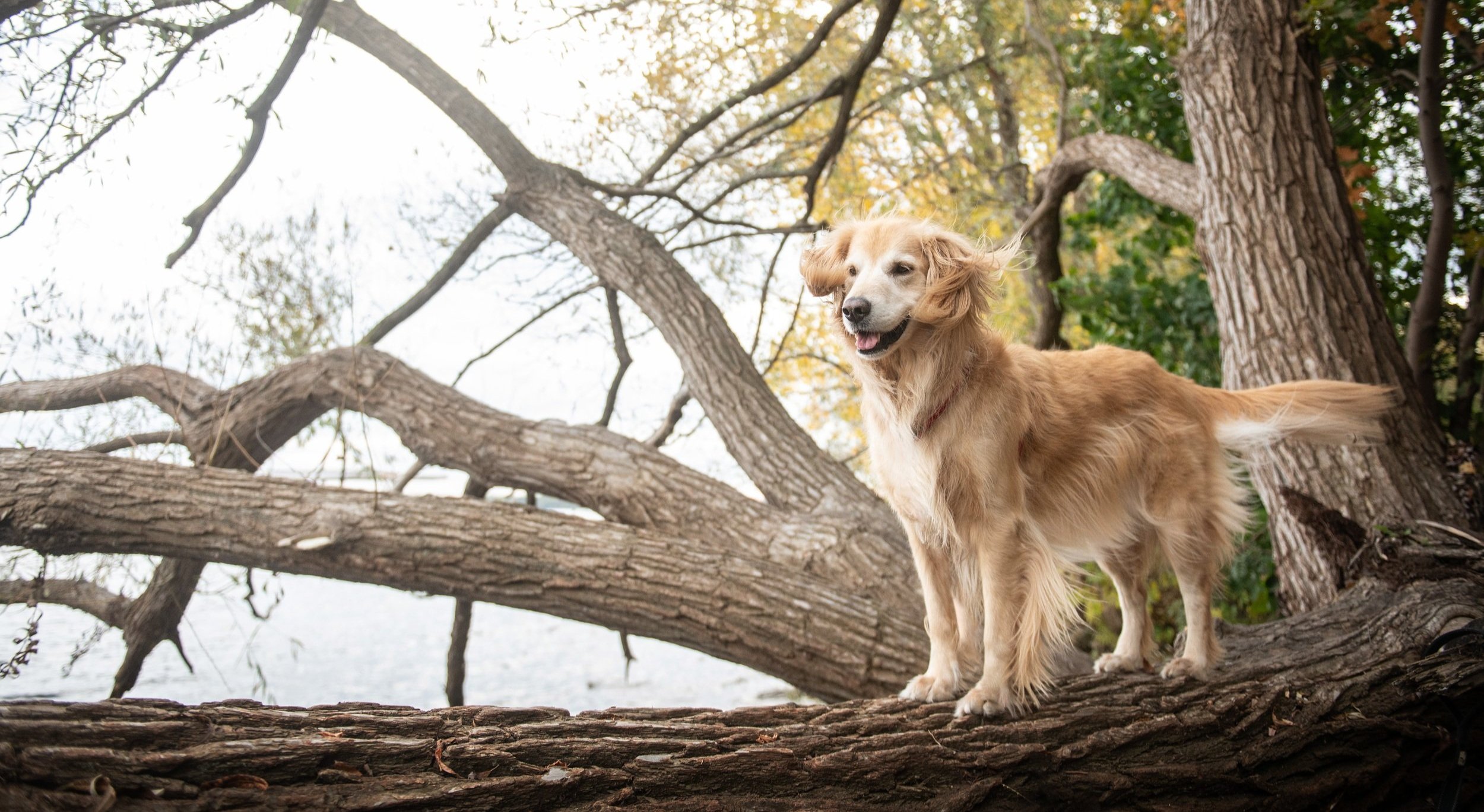 Chien golden retriever sur un arbre couché dans un parc avec des arbres en arrière-plan