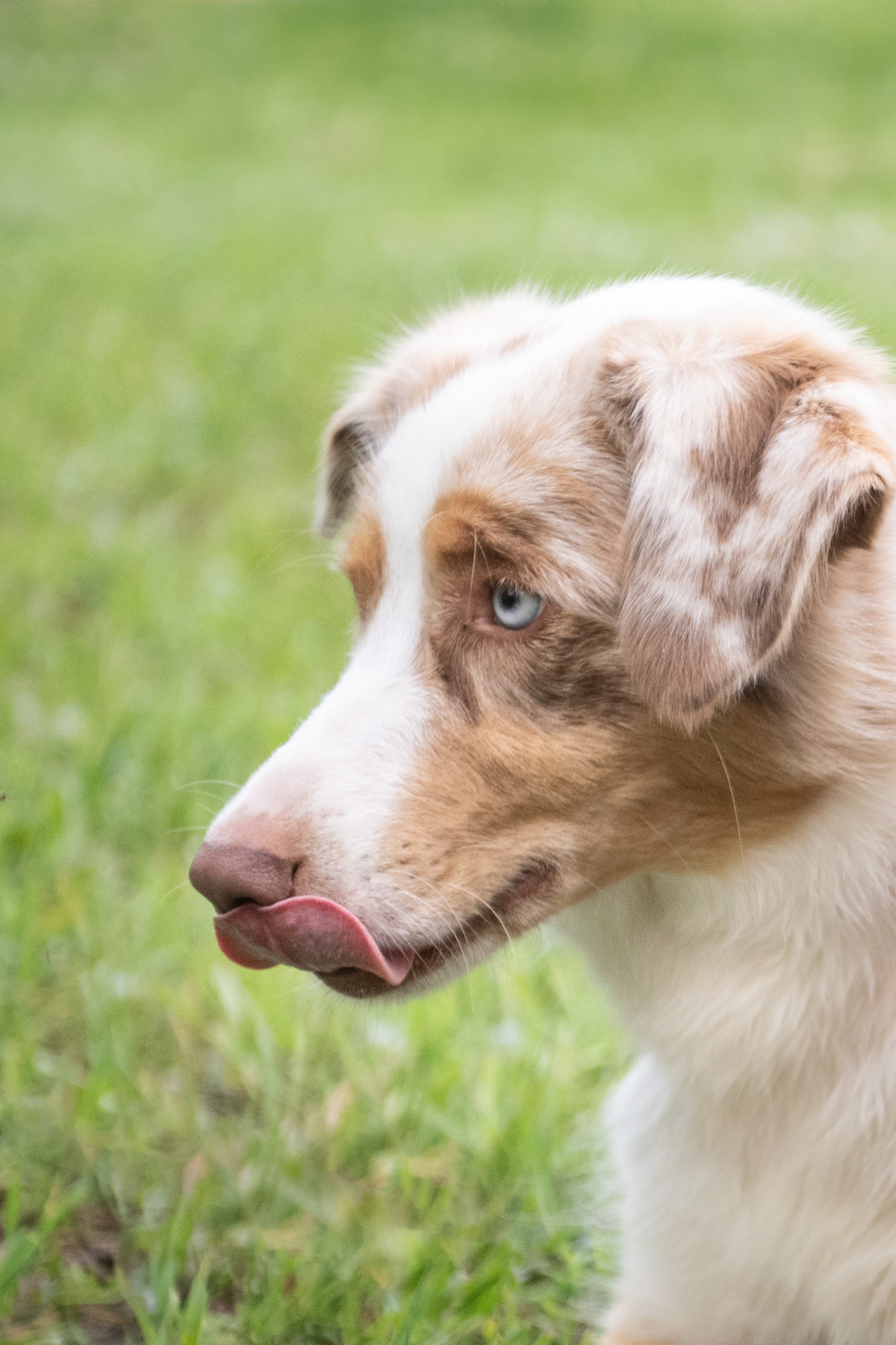 Si on parlait chiens-1301.jpg