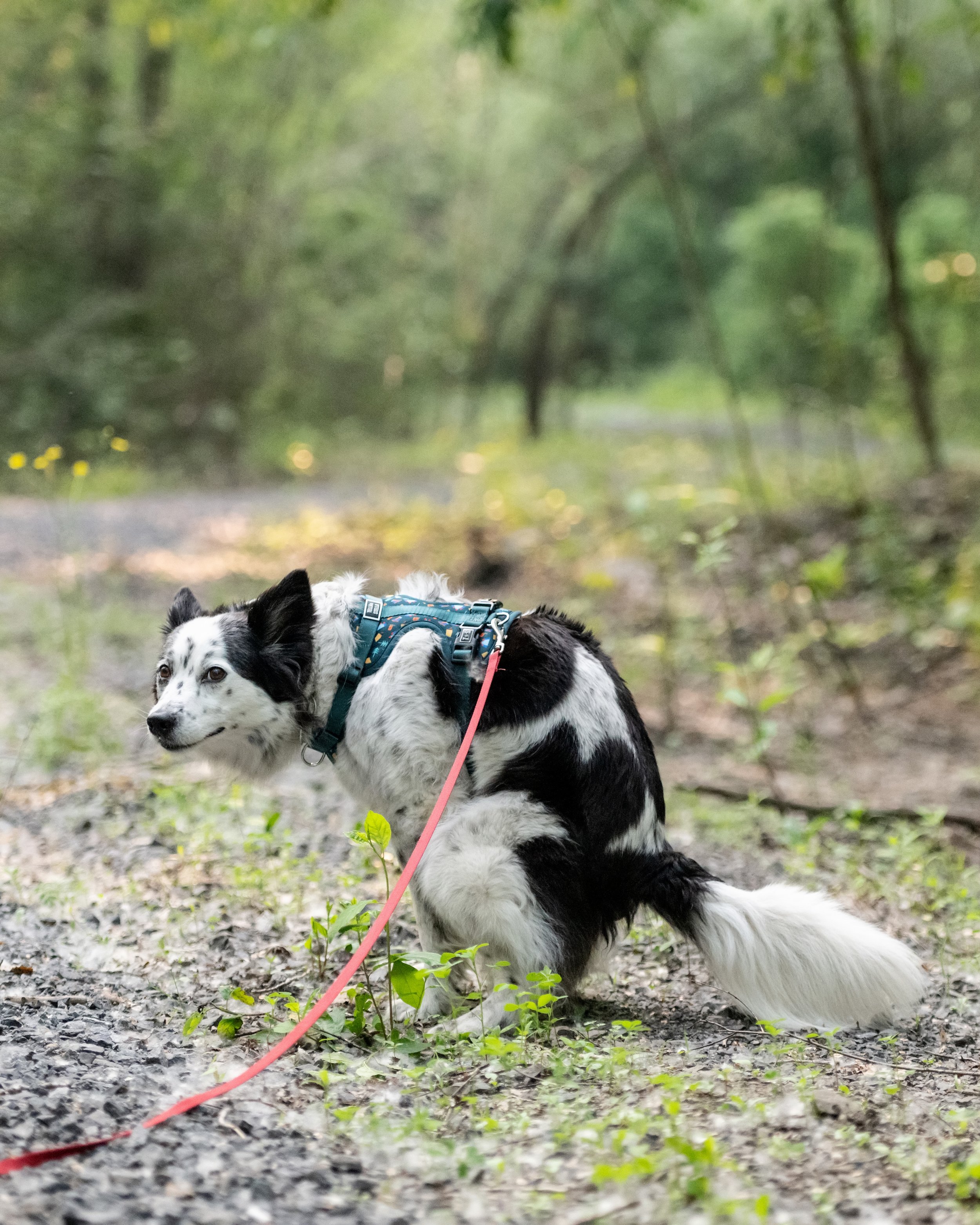 Si on parlait chiens-0617.jpg