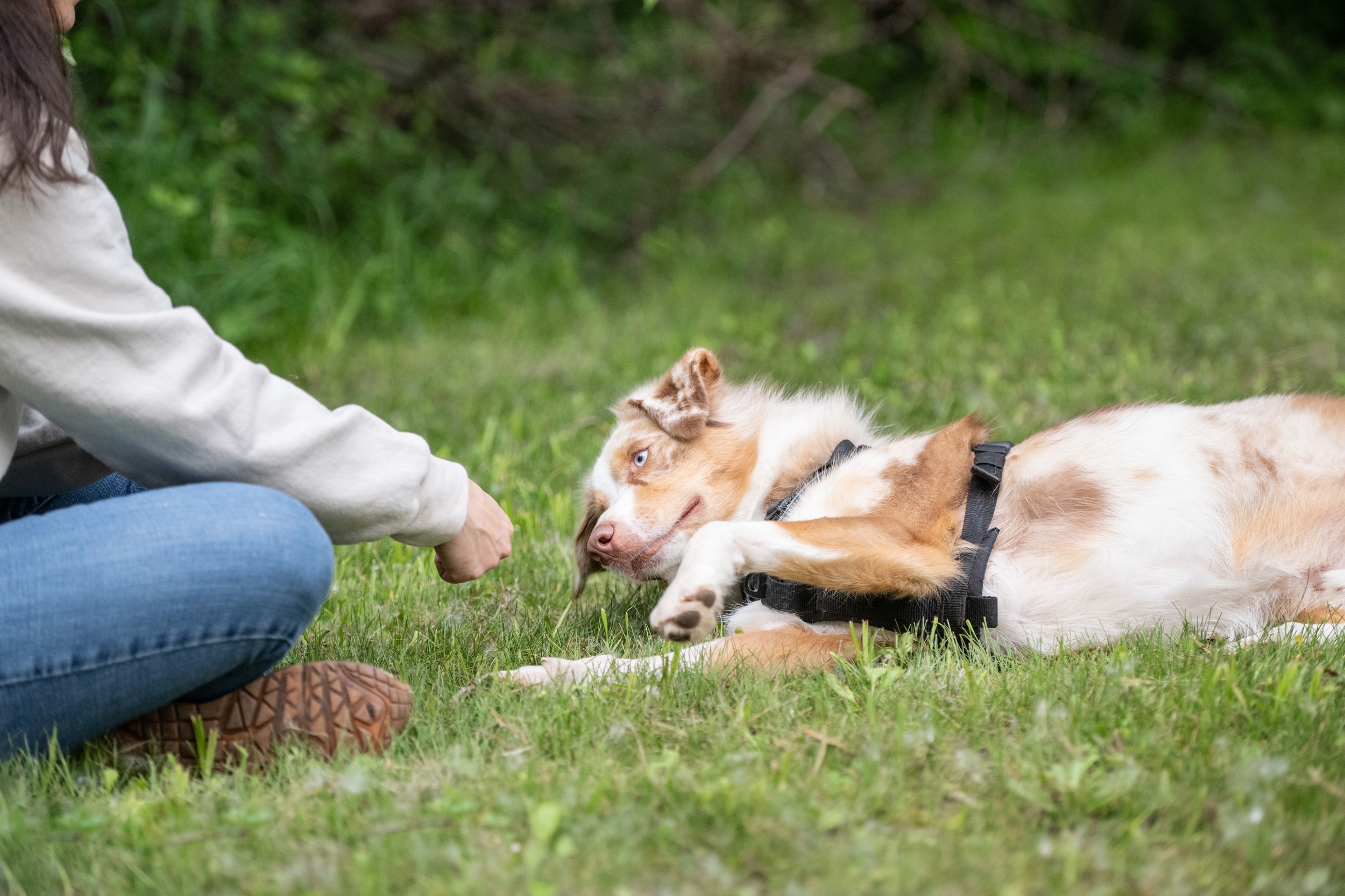 Si on parlait chiens-1206.jpg