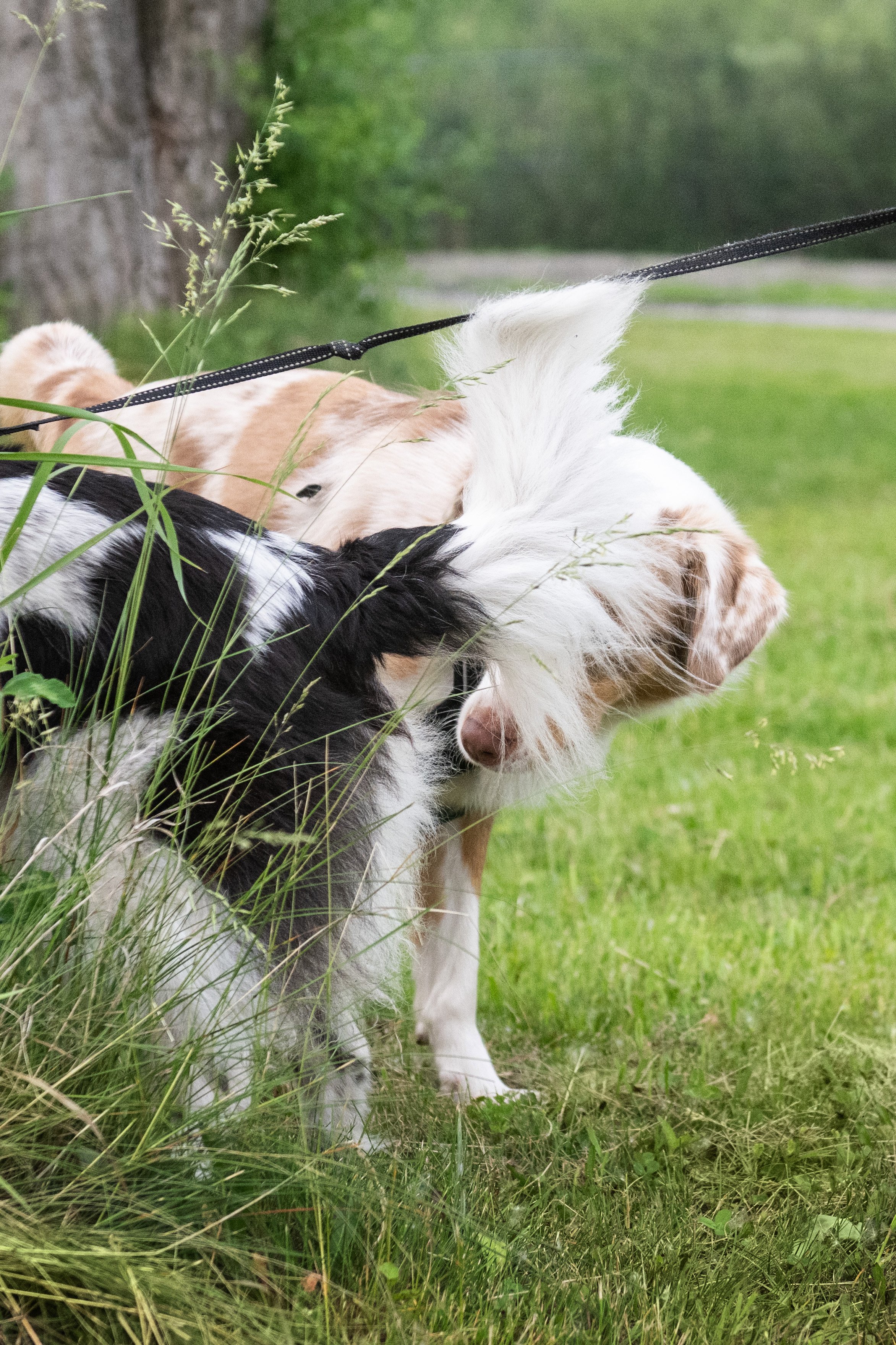 Si on parlait chiens-1341.jpg