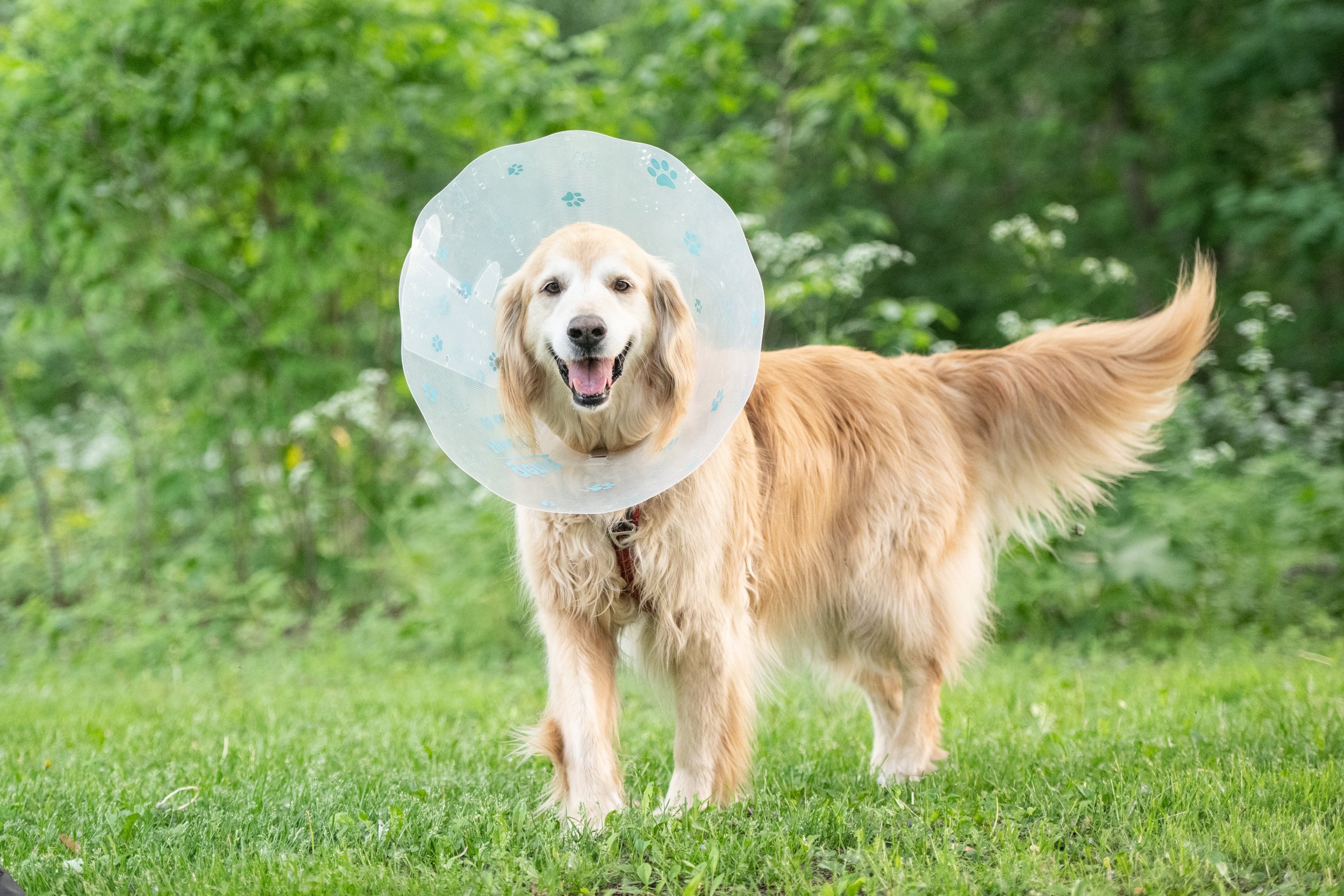 Si on parlait chiens-0514.jpg