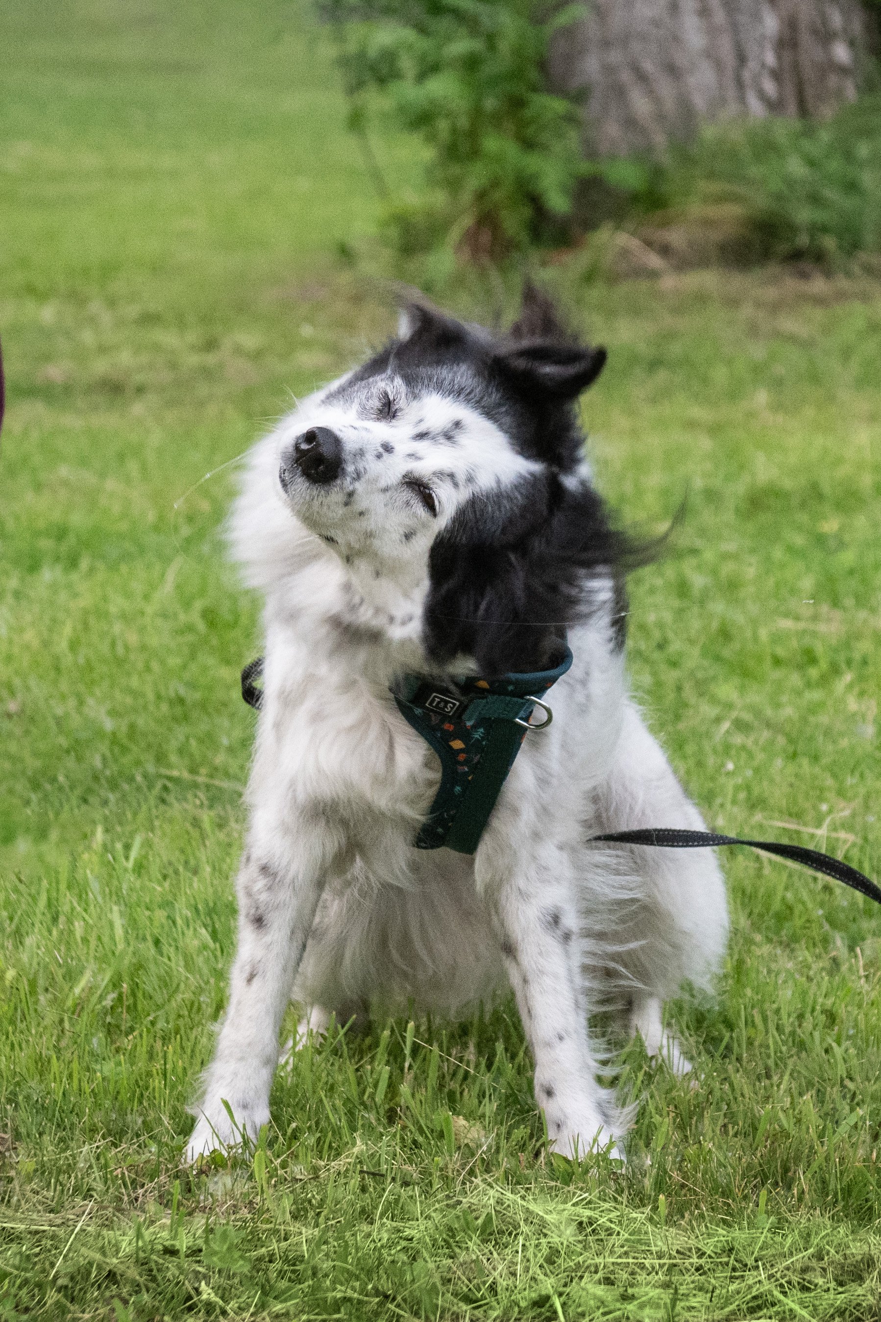 Si on parlait chiens-1366.jpg