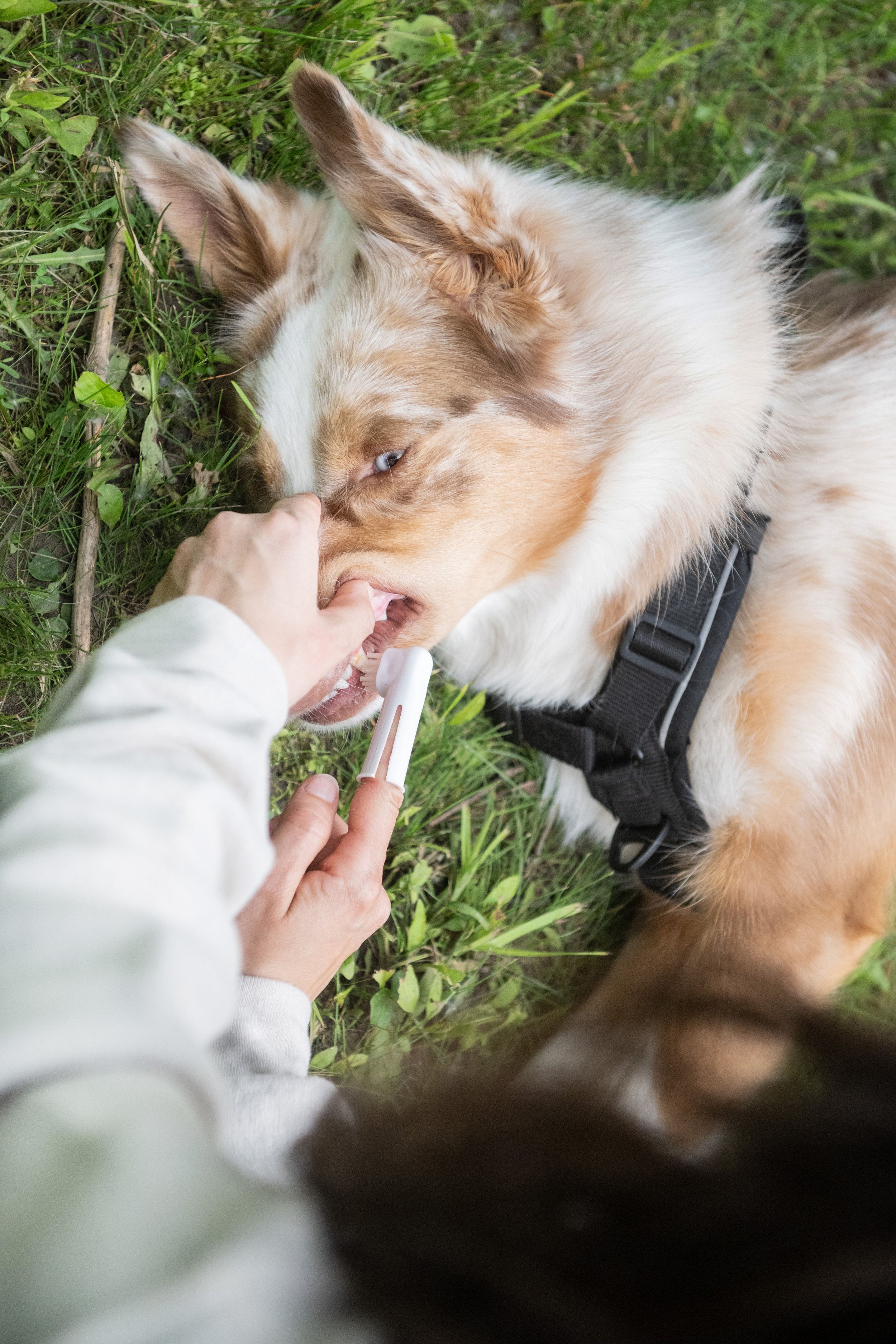 Si on parlait chiens-1253.jpg