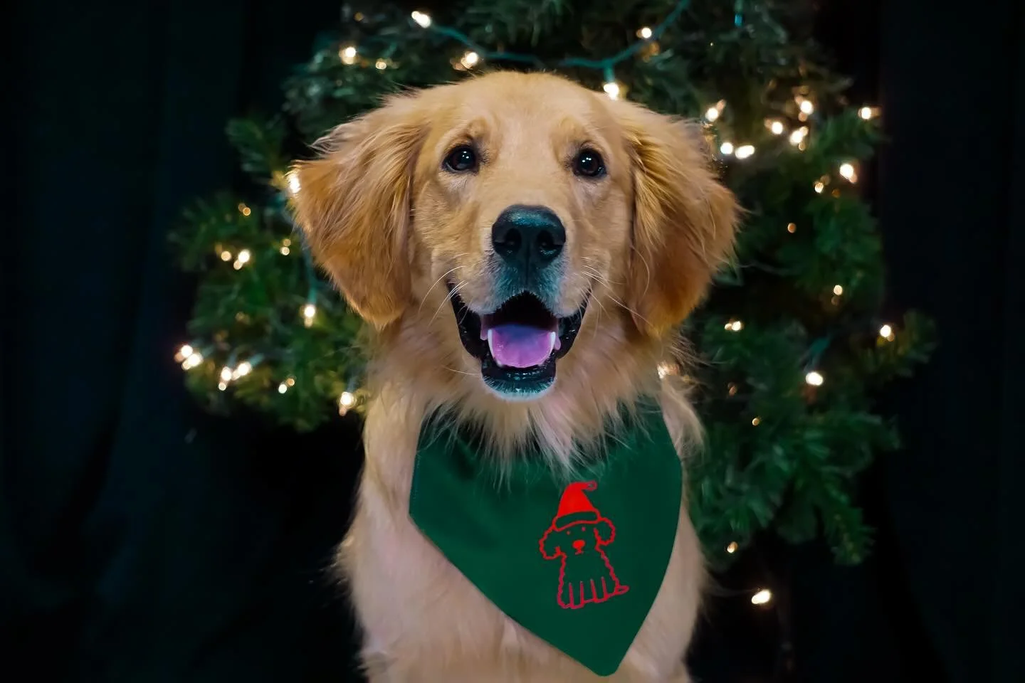 ➡️SWIPE TO MAKE RILEY SMILE➡️

Riley is repping our Green &ldquo;Dog Doodle&rdquo; Bandana that&rsquo;s being featured in our Holiday sale on November 20th! 

Get one for your pup on www.k9alaska.org 💻

#christmasdoggear #doggearshop #doggear #srrvi