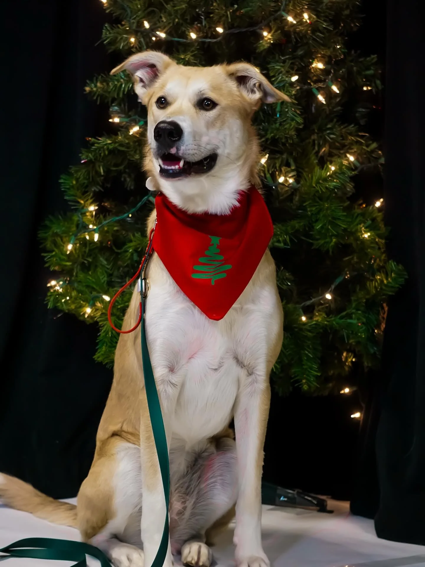 All of the bandanas being featured in our holiday sale tomorrow! Shoutout to our lovely pup models showing off our new fave Christmas gear 🎄 

Slide 1 - Doodle Tree
Slide 2 - Vintage Christmas 
Slide 3 - Snowy Paws
Slide 4 - Santa Paws
Slide 5 - Dog