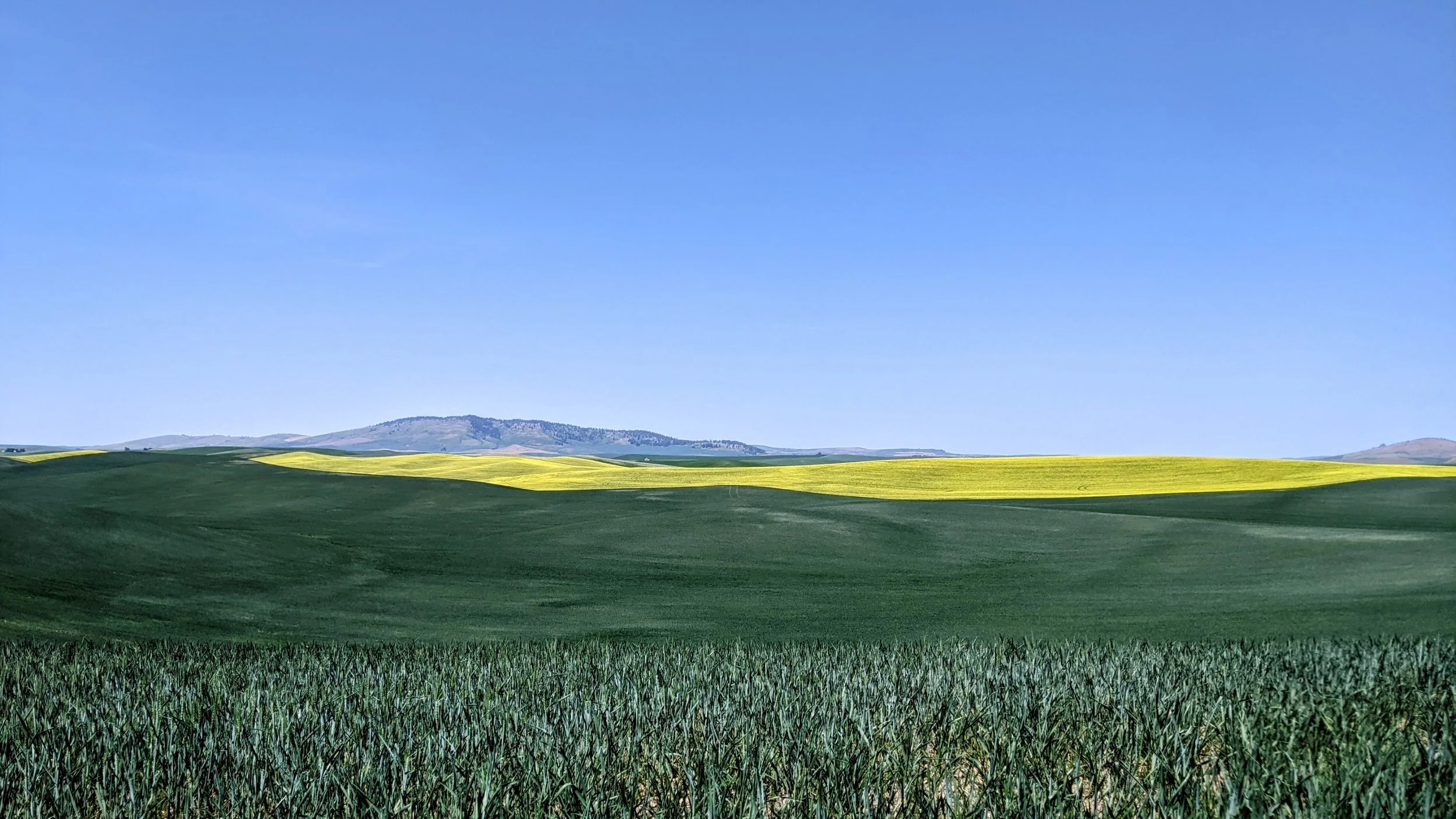 A scenic landscape with rolling green fields, yellow flowering patches, distant hills, and a clear blue sky.