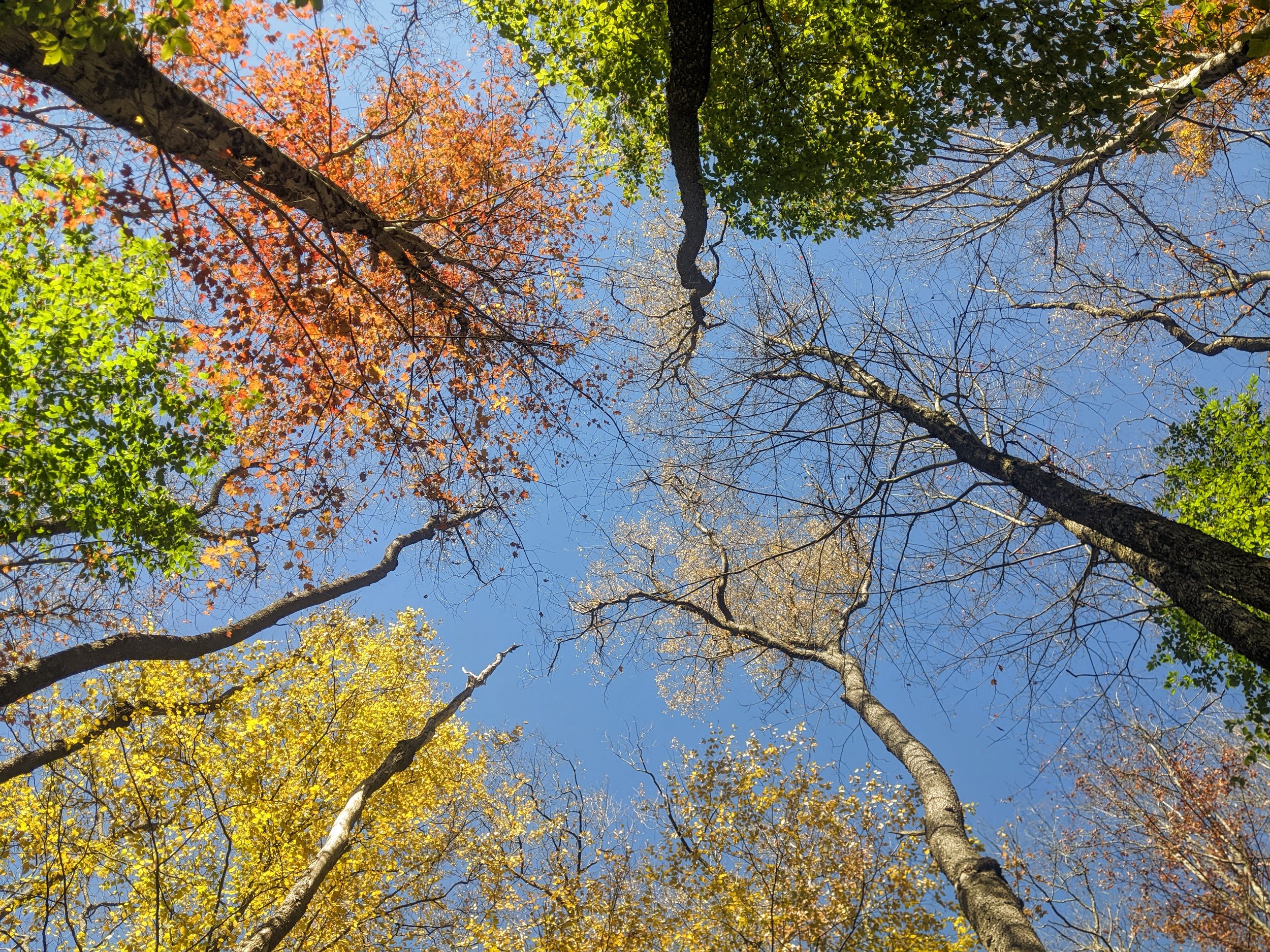 Looking upward at the sky through trees with autumn-colored leaves in shades of orange, yellow, and some green, with a clear blue sky in the background.