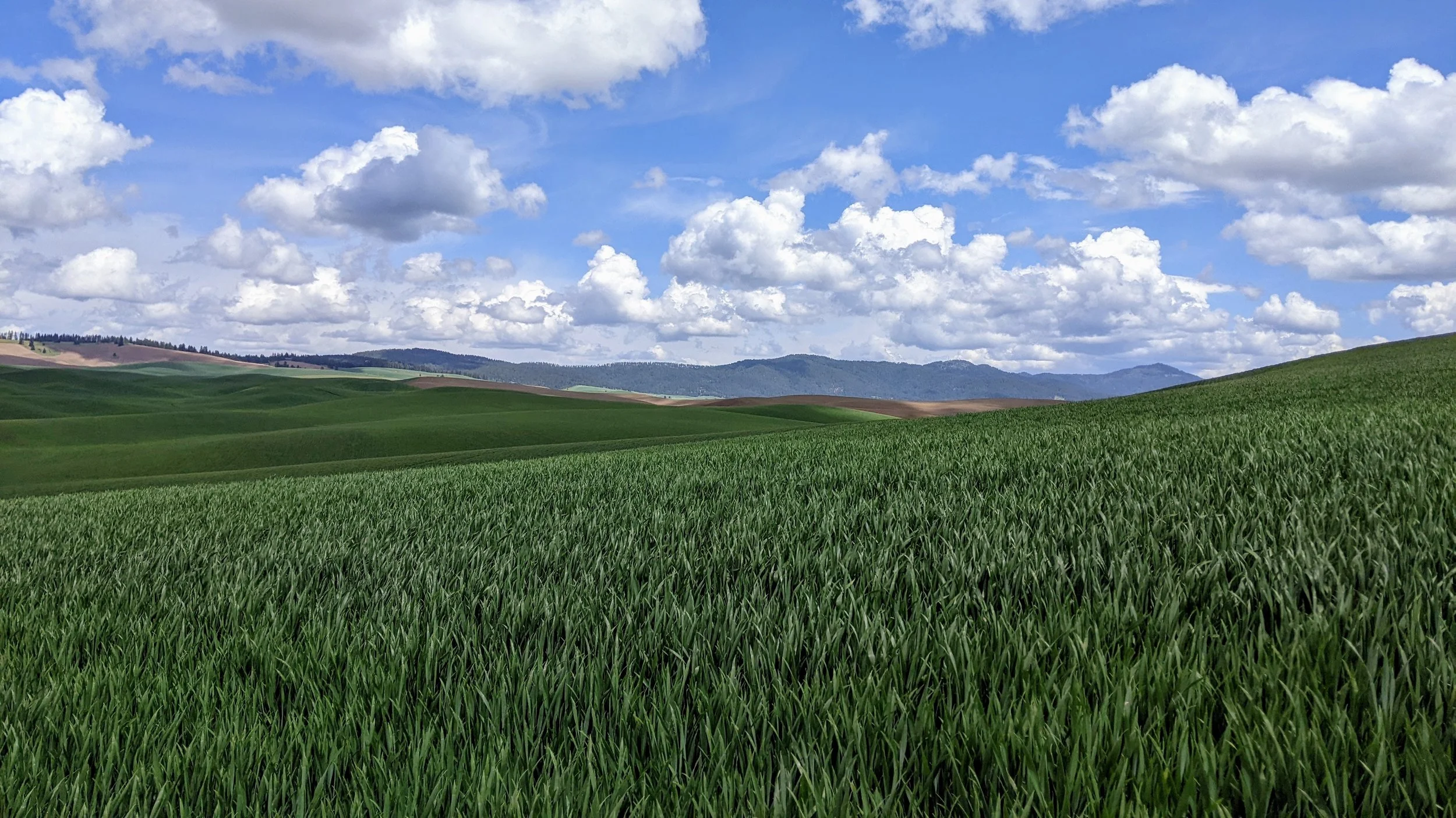 Green rolling hills under a partly cloudy sky with mountains in the distance.